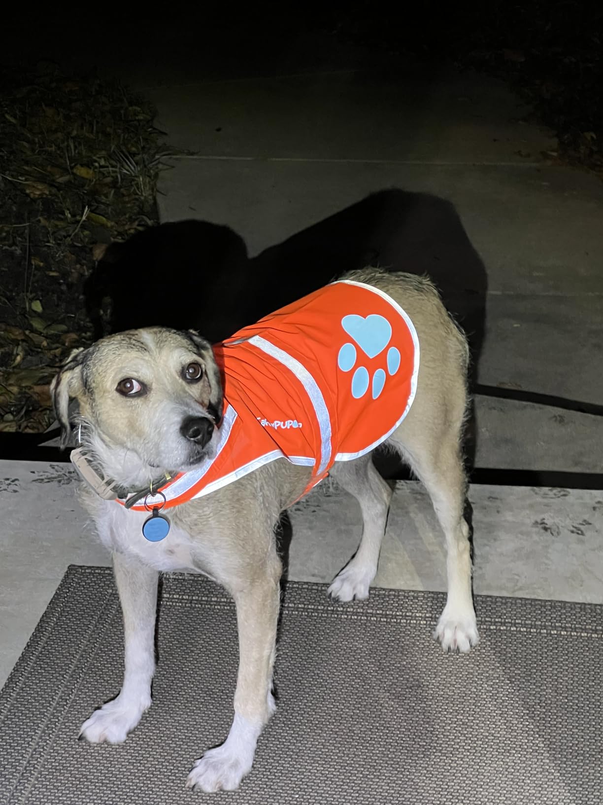 Blaze Orange Reflective Dog Vest. High Visibility in Woods & Hunting Areas | Visibility Gives Peace of Mind. Built for Trails, Walks, & Outdoor Adventures. Because One Close Call Is One Too Many. customer photo 1