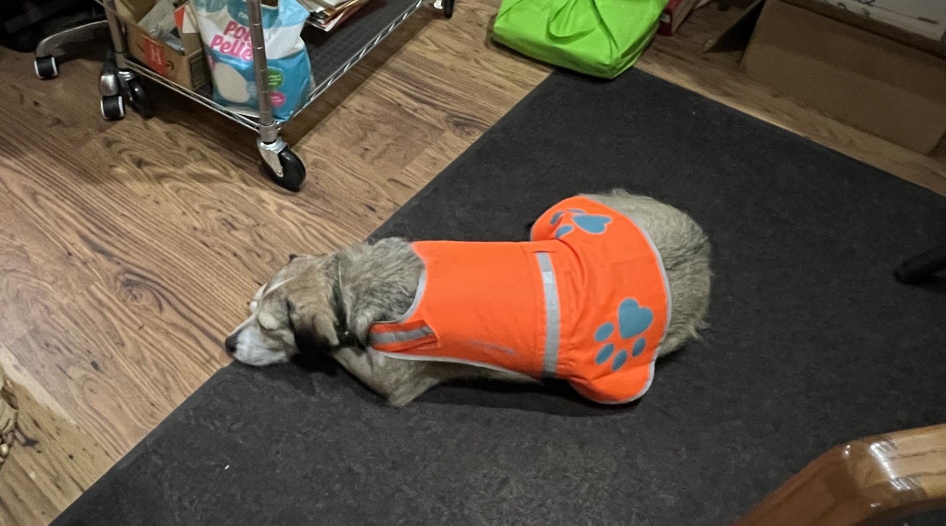 Blaze Orange Reflective Dog Vest. High Visibility in Woods & Hunting Areas | Visibility Gives Peace of Mind. Built for Trails, Walks, & Outdoor Adventures. Because One Close Call Is One Too Many. customer photo 2