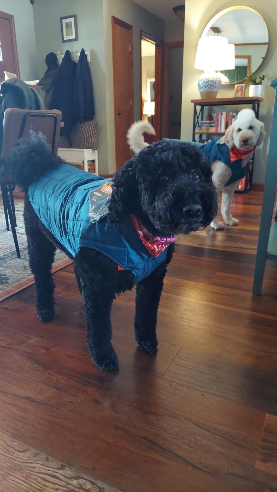 Kurgo Loft Dog Jacket, Coastal Blue/Orange, Large, Reversible Dog Coat, Great for Cold Weather, Water-Resistant, Lightweight, Reflective Trim, 2-Way Zipper for Harness Access customer photo 1