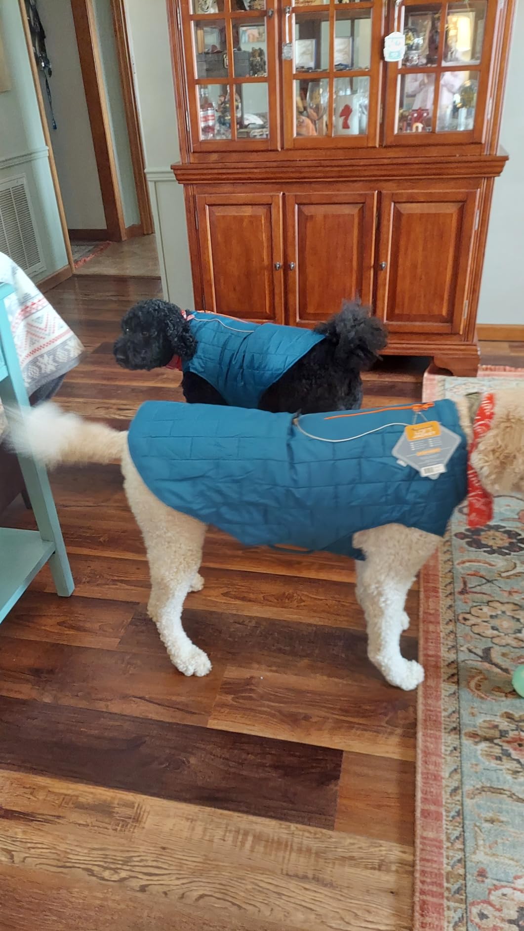 Kurgo Loft Dog Jacket, Coastal Blue/Orange, Large, Reversible Dog Coat, Great for Cold Weather, Water-Resistant, Lightweight, Reflective Trim, 2-Way Zipper for Harness Access customer photo 2