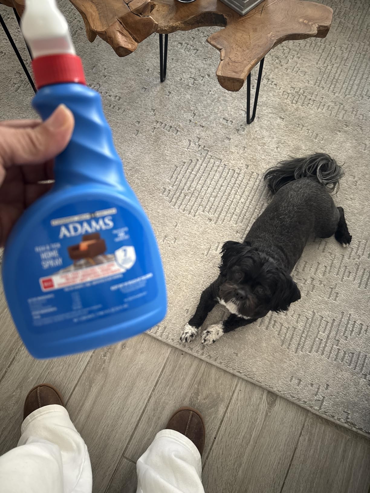 ADAMS Flea & Tick Home Spray for Bed Bugs, Fleas & Ticks, 24 oz | Flea spray for home indoor, up to 7 months, for carpet, furniture and pet bedding customer photo 1