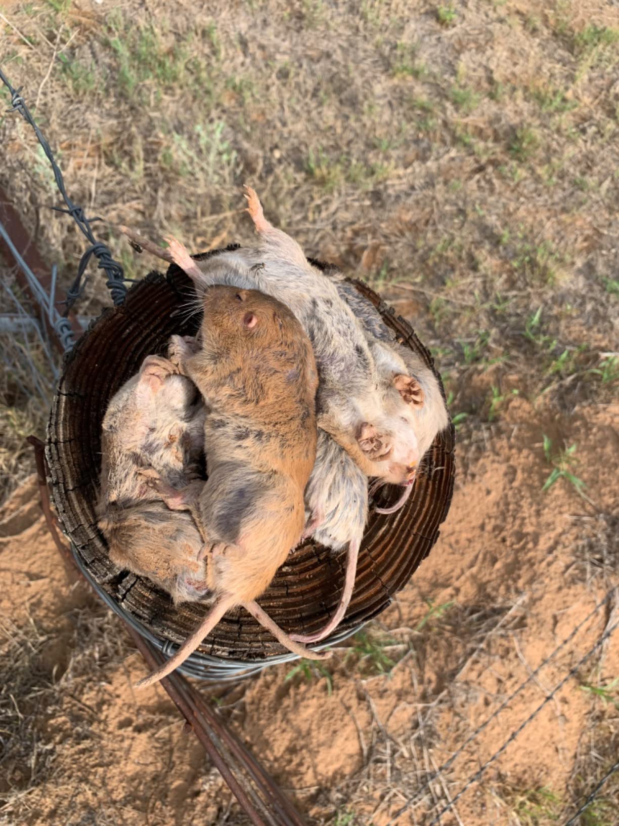 12 DK-1 Gopher Traps, Pocket Gopher Traps customer photo 1