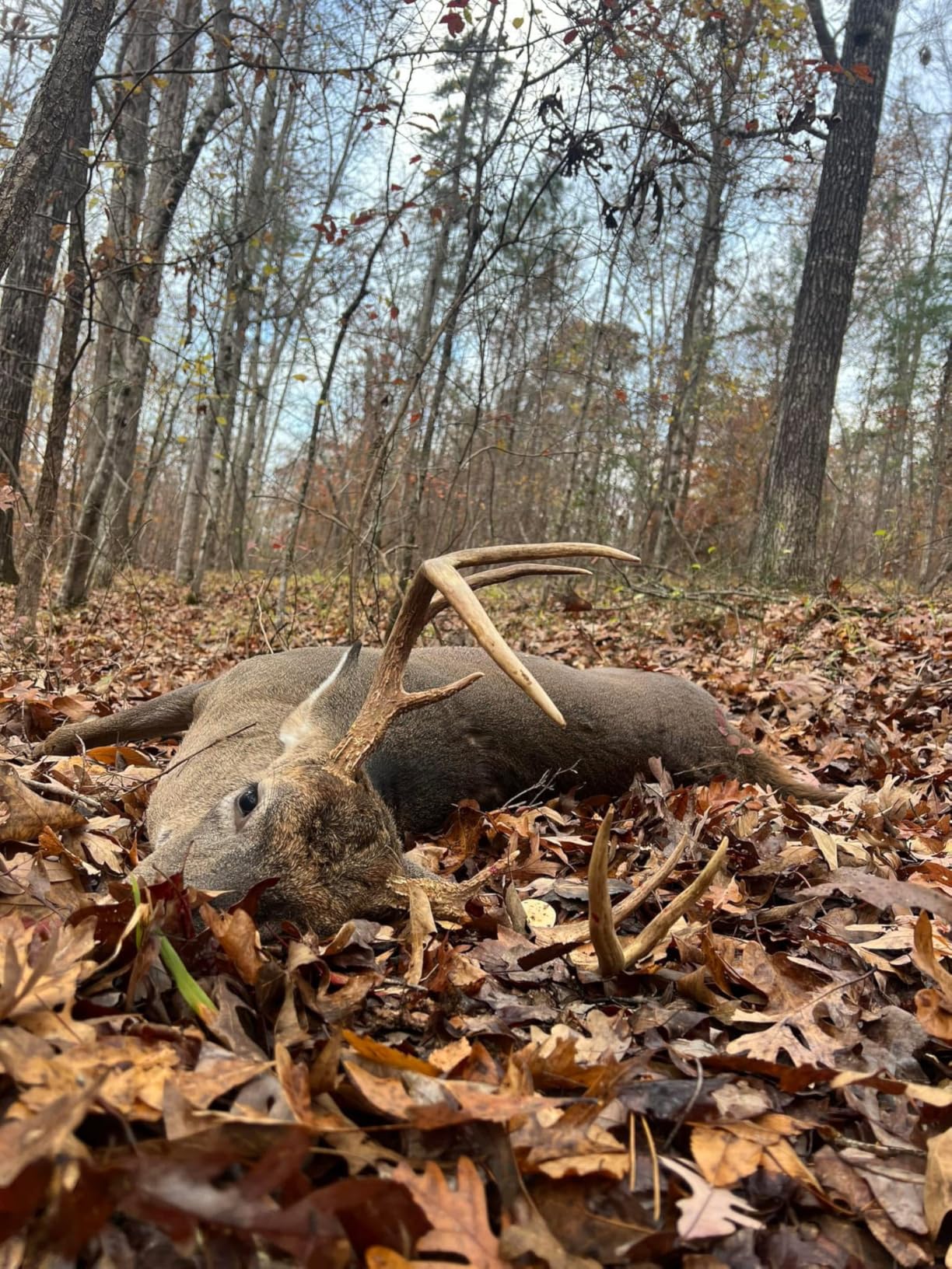 Flextone Outdoor Hunting Realistic Mature & Young Buck Sounds Freeze-Proof Headhunter's Extractor Deer Game Call customer photo 1