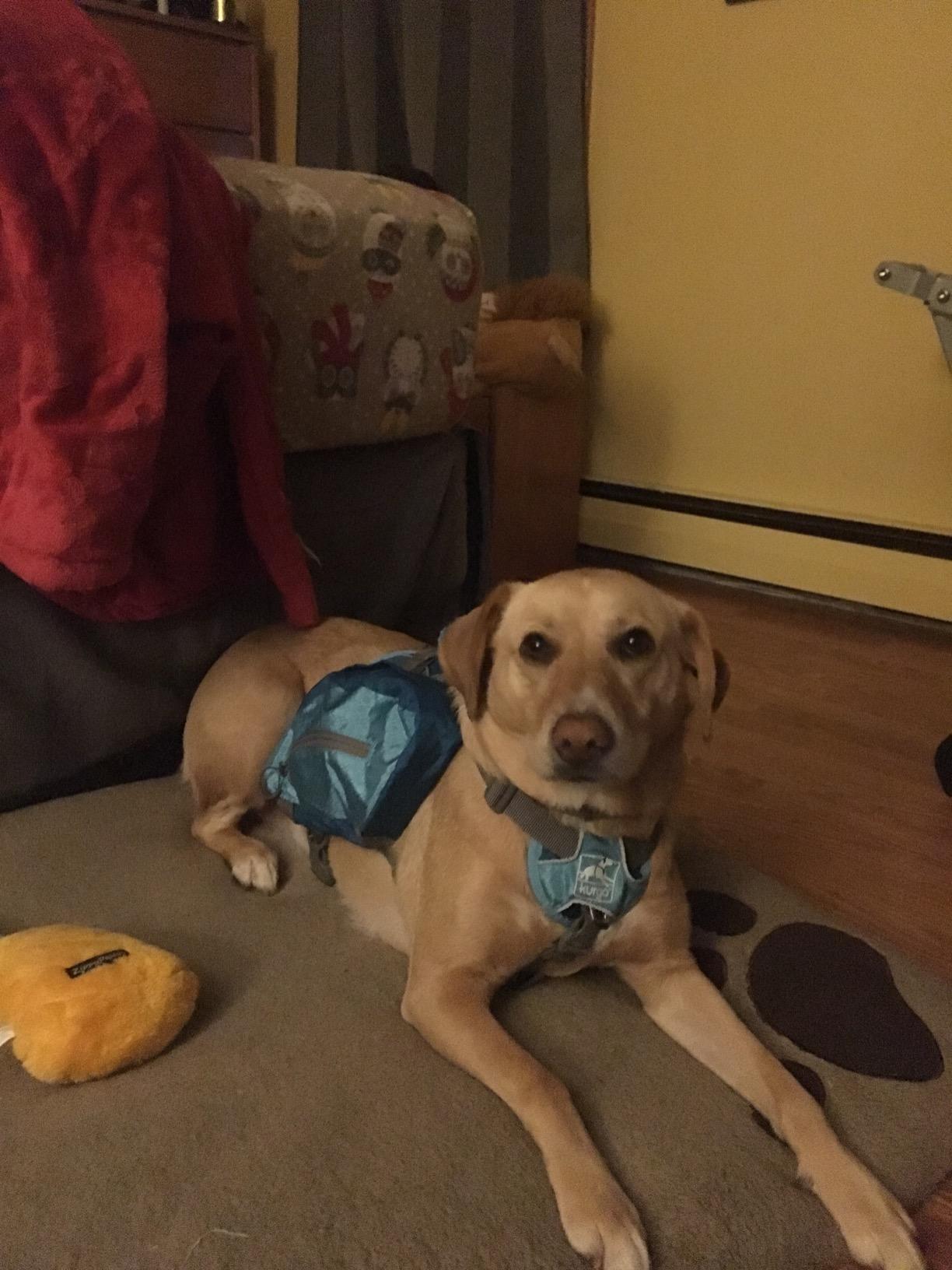 Kurgo Baxter Dog Backpack Harness, Coastal Blue | Integrated Harness & 2-Sided Saddlebag Holds 3.5L, 8 Adjustment Points, Reflective Trim, Padded Handle, for Dogs 30-85 Lb customer photo 1