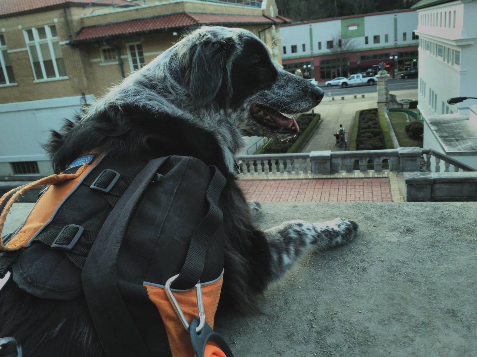 Kurgo Baxter Dog Backpack Harness, Coastal Blue | Integrated Harness & 2-Sided Saddlebag Holds 3.5L, 8 Adjustment Points, Reflective Trim, Padded Handle, for Dogs 30-85 Lb customer photo 2