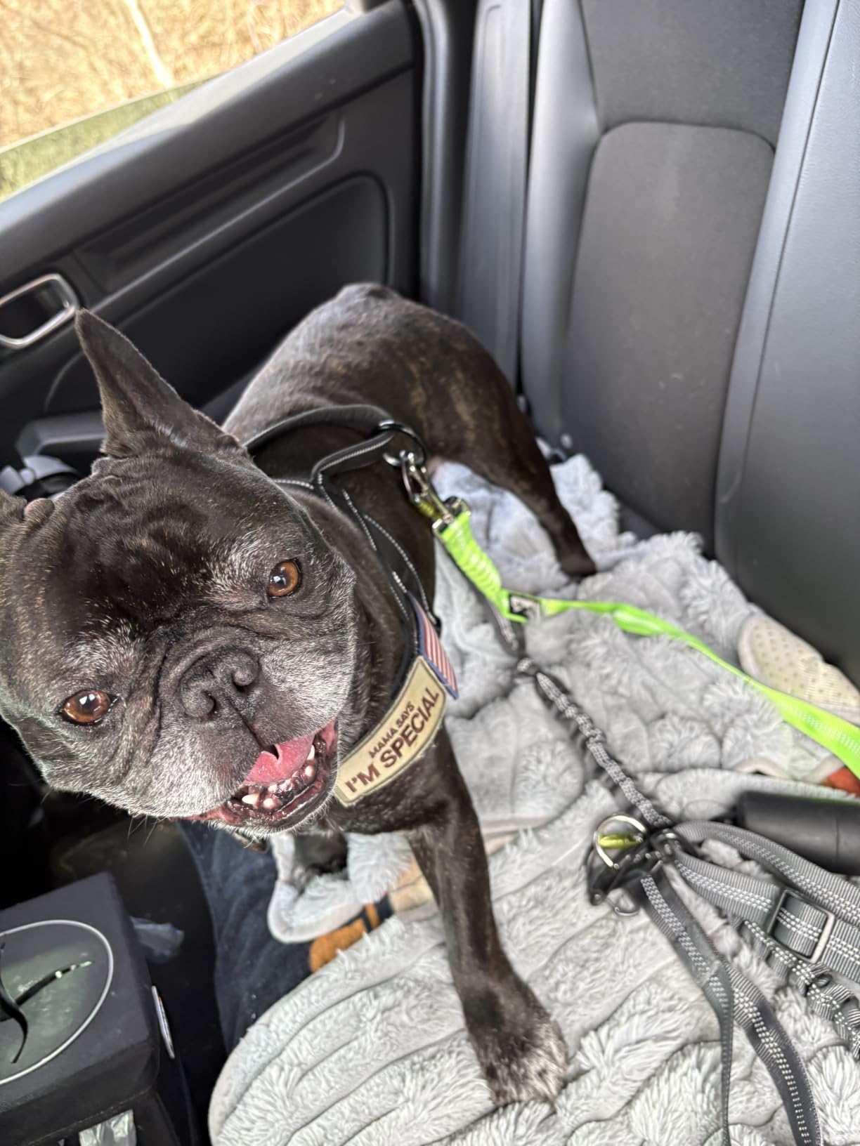 Tuff Mutt Hands Free Dog Leash for Walking Running Hiking | Waist Leash with Bungee, Adjustable Belt, Reflective Double Handle Design, Carabiner Clip, For Medium & Large Dogs customer photo 2