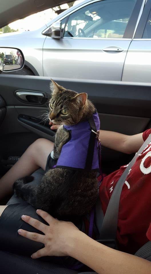 Cat Harness - Secure Cat Harness for Walking, Soft Cotton Cat Accessories, Comfortable Fit, Strong Hook-and-Loop Closure, Made in USA - Purple, M/L customer photo 1