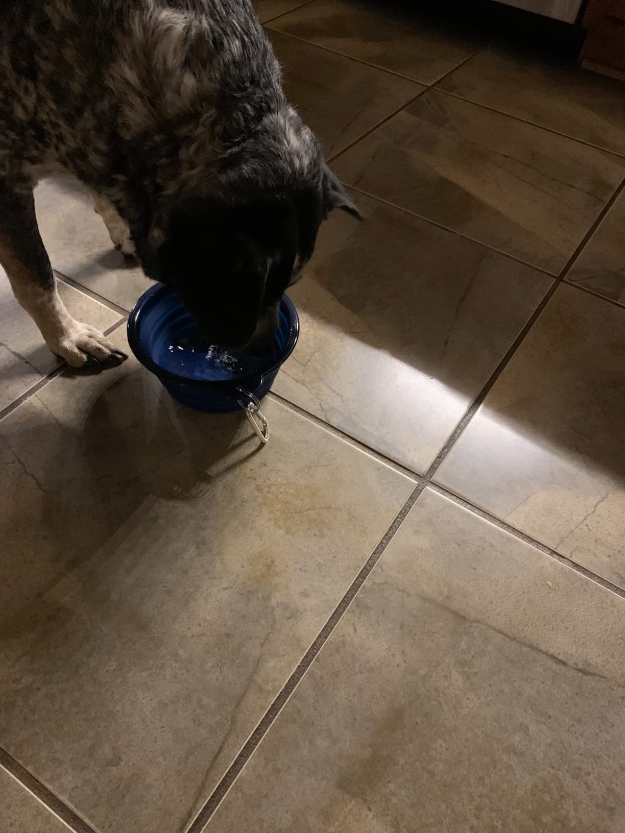 Bonza Collapsible Dog Water Bowl - BPA-Free Silicone Dog Dish - Reinforced Rim Collapsible Bowl - Carabiner Clip Travel Dishes for Pets - for Hiking, Camping & Car Trips - Large 33 Oz, Navy Blue customer photo 1