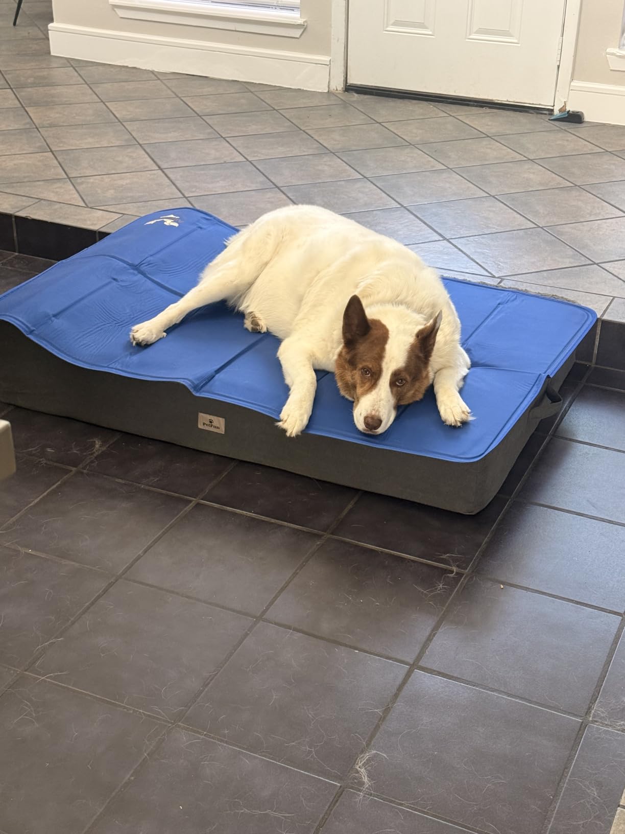Arf Pets Dog Cooling Mat - Solid Gel Self-Cool Pad | Durable & Non-Toxic | Pressure-Activated | No Water, Electricity, Batteries or Refrigeration Needed | For Beds, Kennels & Crates customer photo 1
