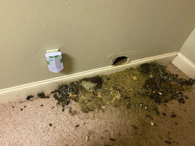 CLEANRTH CR008 Advanced Ultrasonic Rodent Repelling System - Powerful Indoor & Outdoor Rodent Repellent customer photo 1