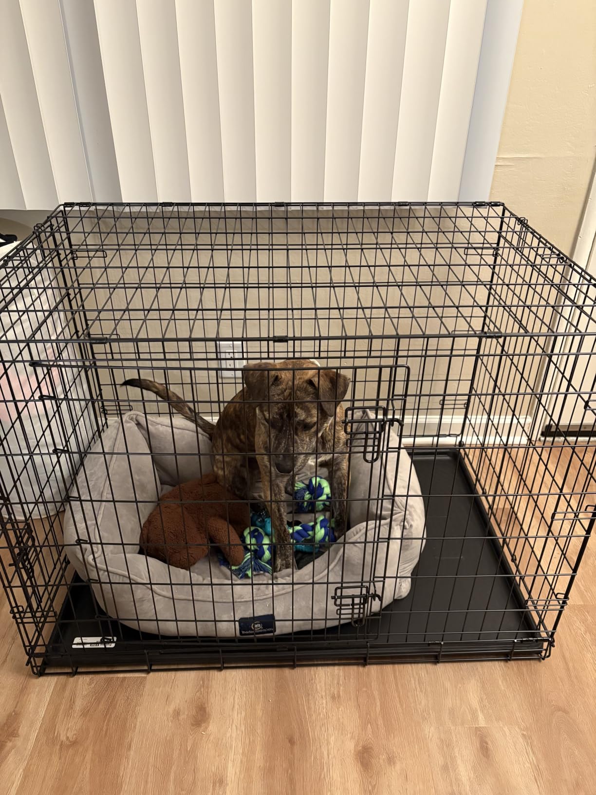 Midwest Homes for Pets 42-Inch New World Crate for Large Breeds, 71-90 lbs, Single Door Folding Dog Crate, Leak-Proof Tray & Secure Latch, Portable, Durable & Easy to Assemble customer photo 2