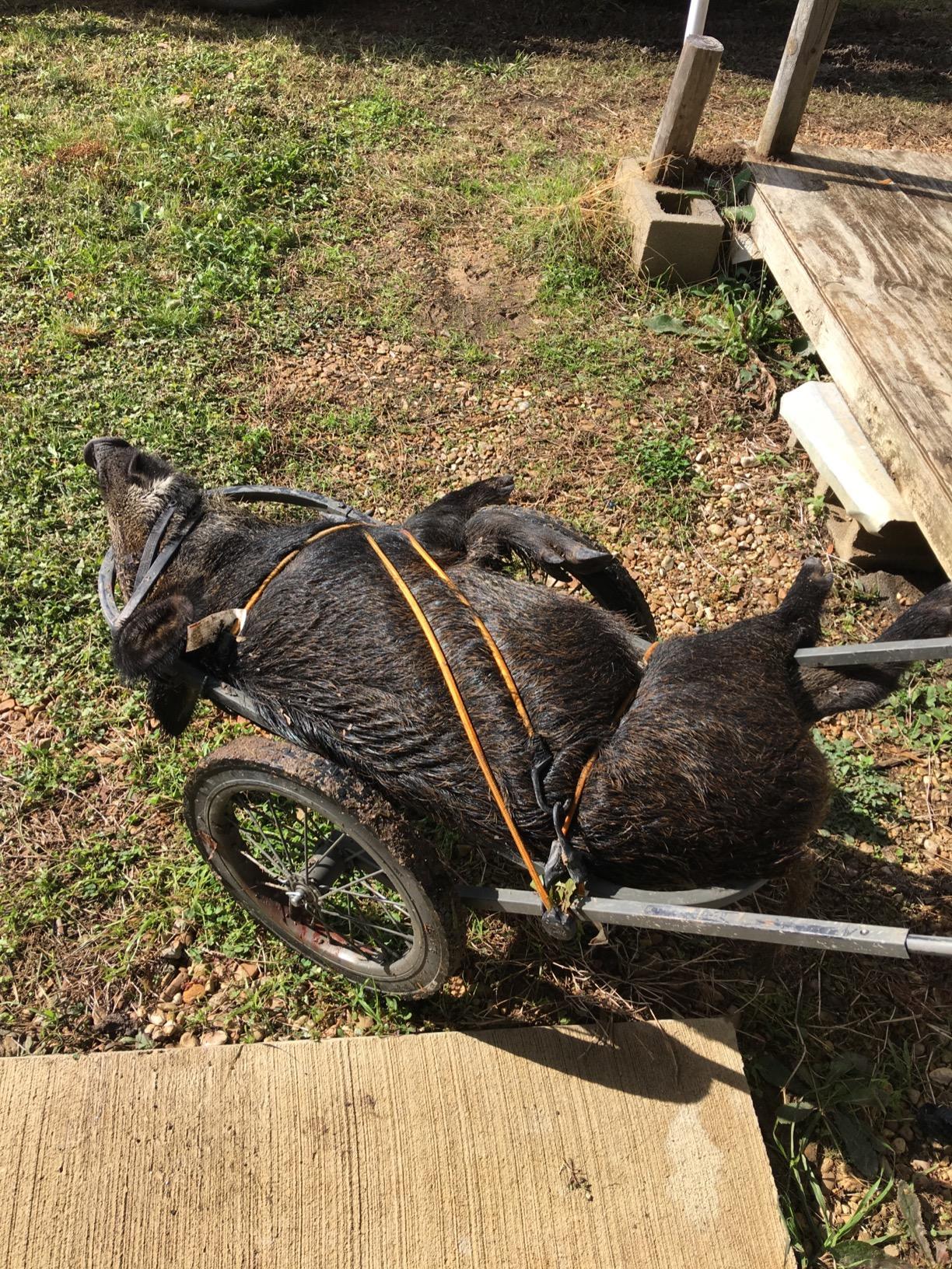 MUDDY Mule Game Cart Steel customer photo 2