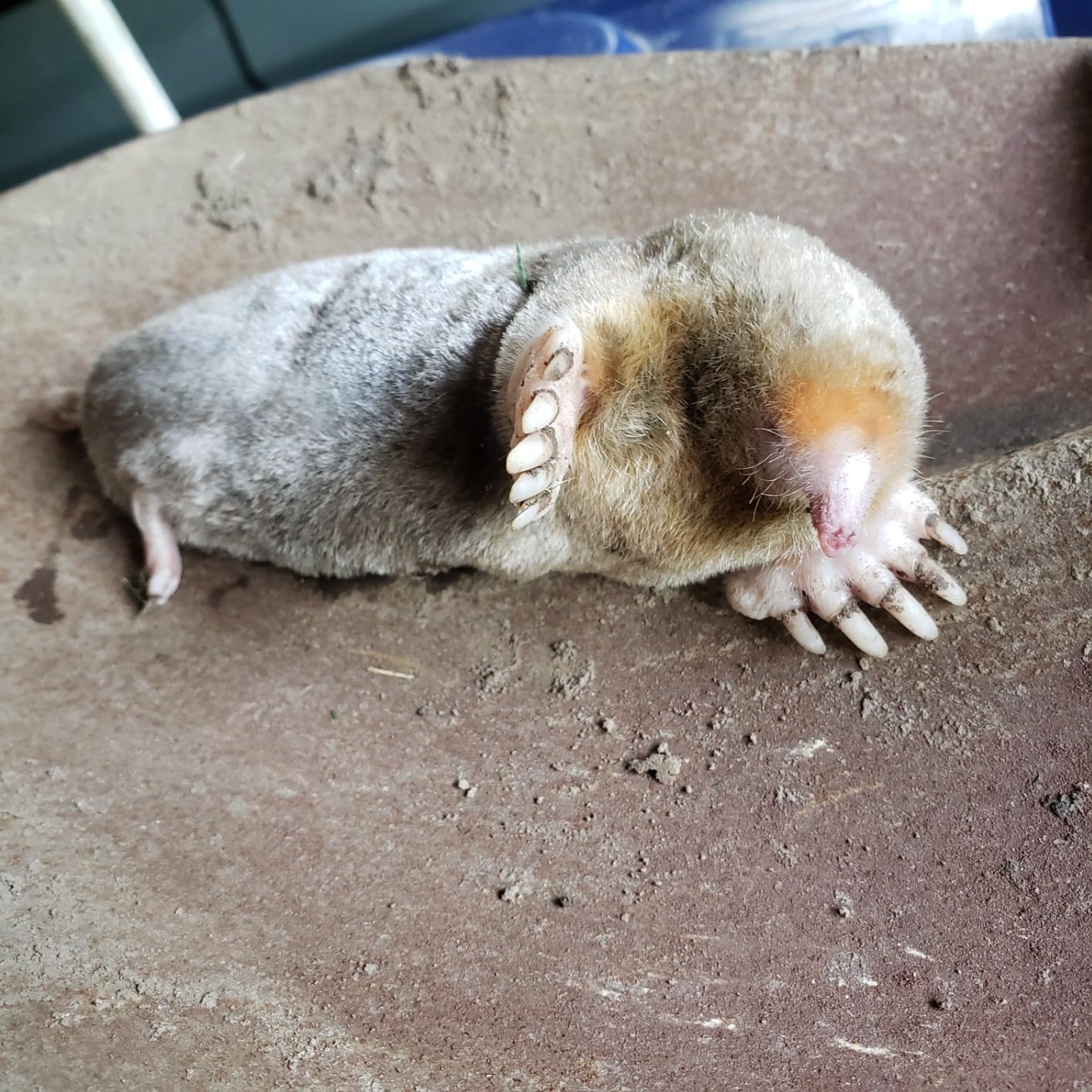 I Must Garden Mole & Vole Repellent: Professional Strength - Natural - 10lb customer photo 1