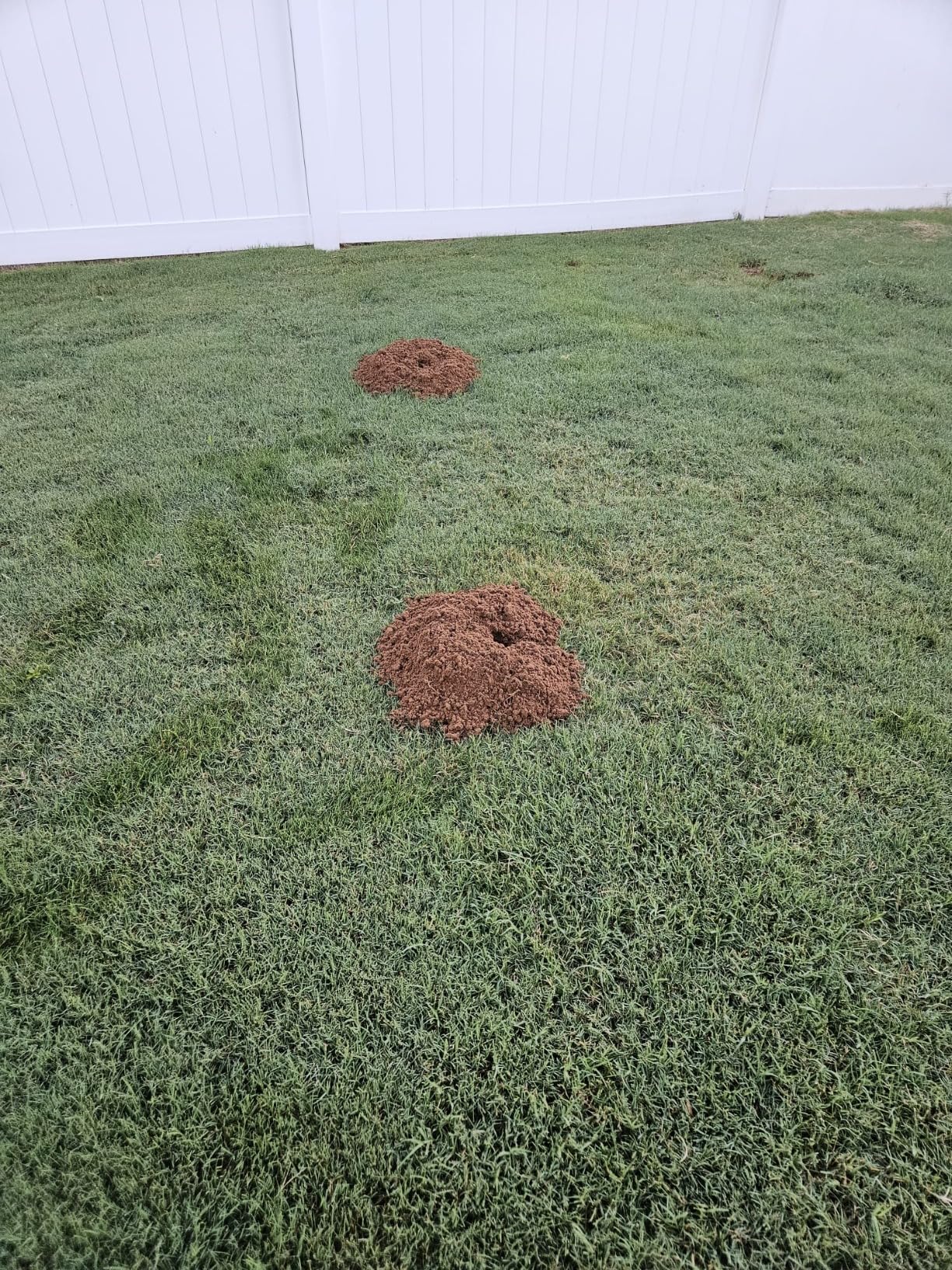 I Must Garden Mole & Vole Repellent: Professional Strength - Natural - 10lb customer photo 2