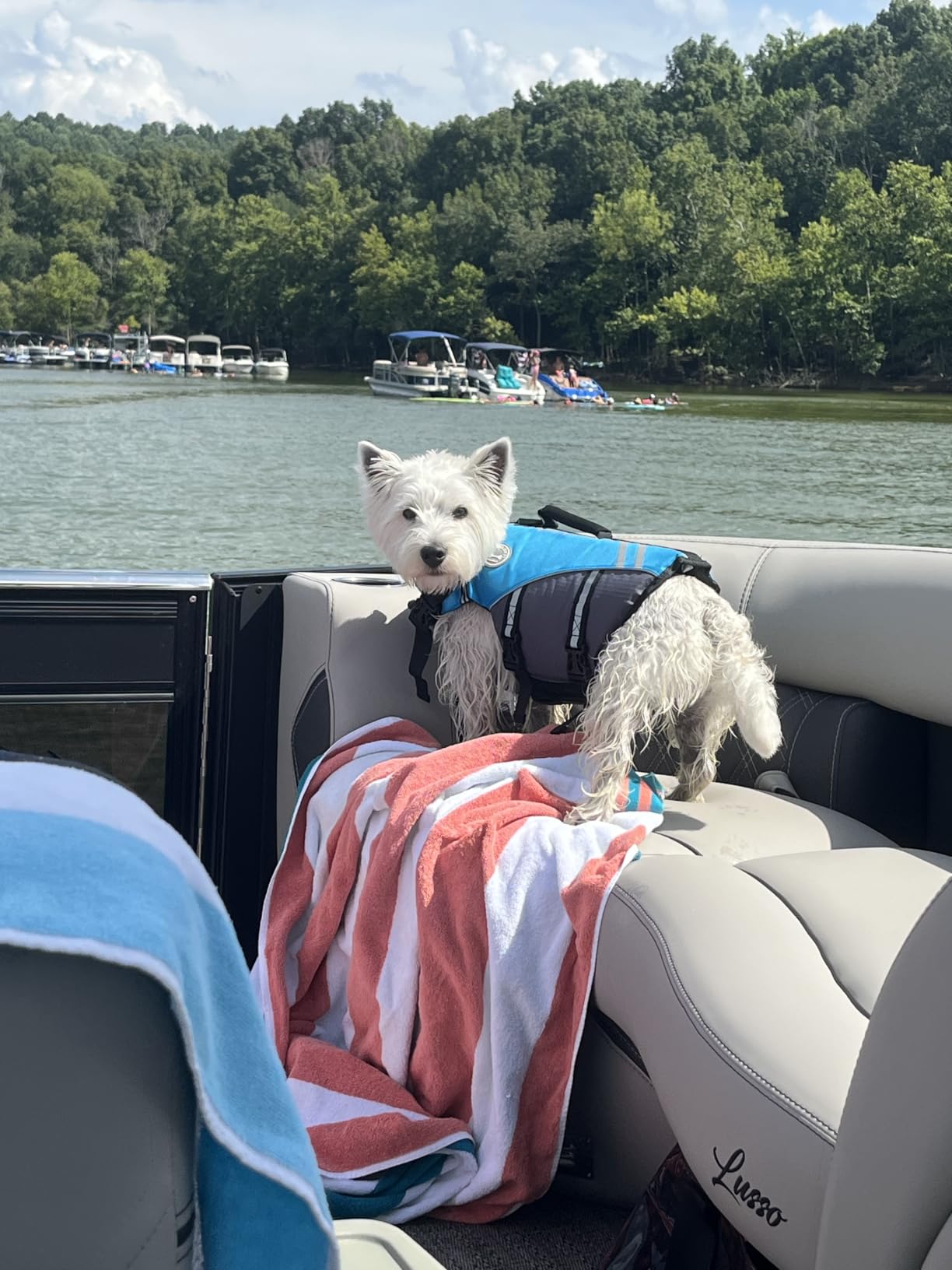 VIVAGLORY Dog Life Vest Sports Style Dog Swim Vest, M, Blue | Lifejacket with Leash Ring & Handle for Swimming & Boating, Reflective Adjustable for Puppy Doggy Cat customer photo 2