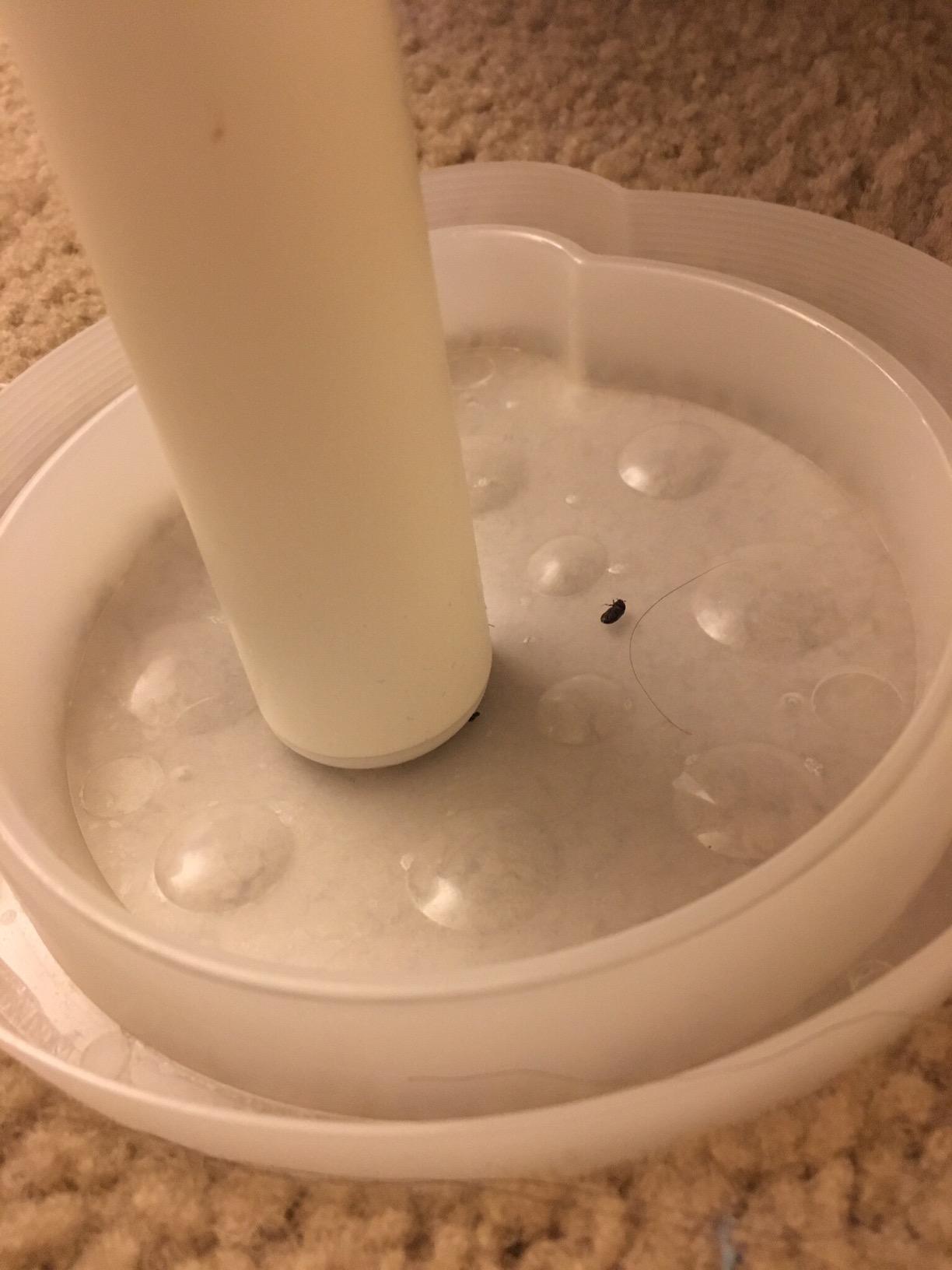 ASPECTEK Bed Bug Interceptors, Pack of 8 Pesticide-Free Traps and Insect Detectors customer photo 2