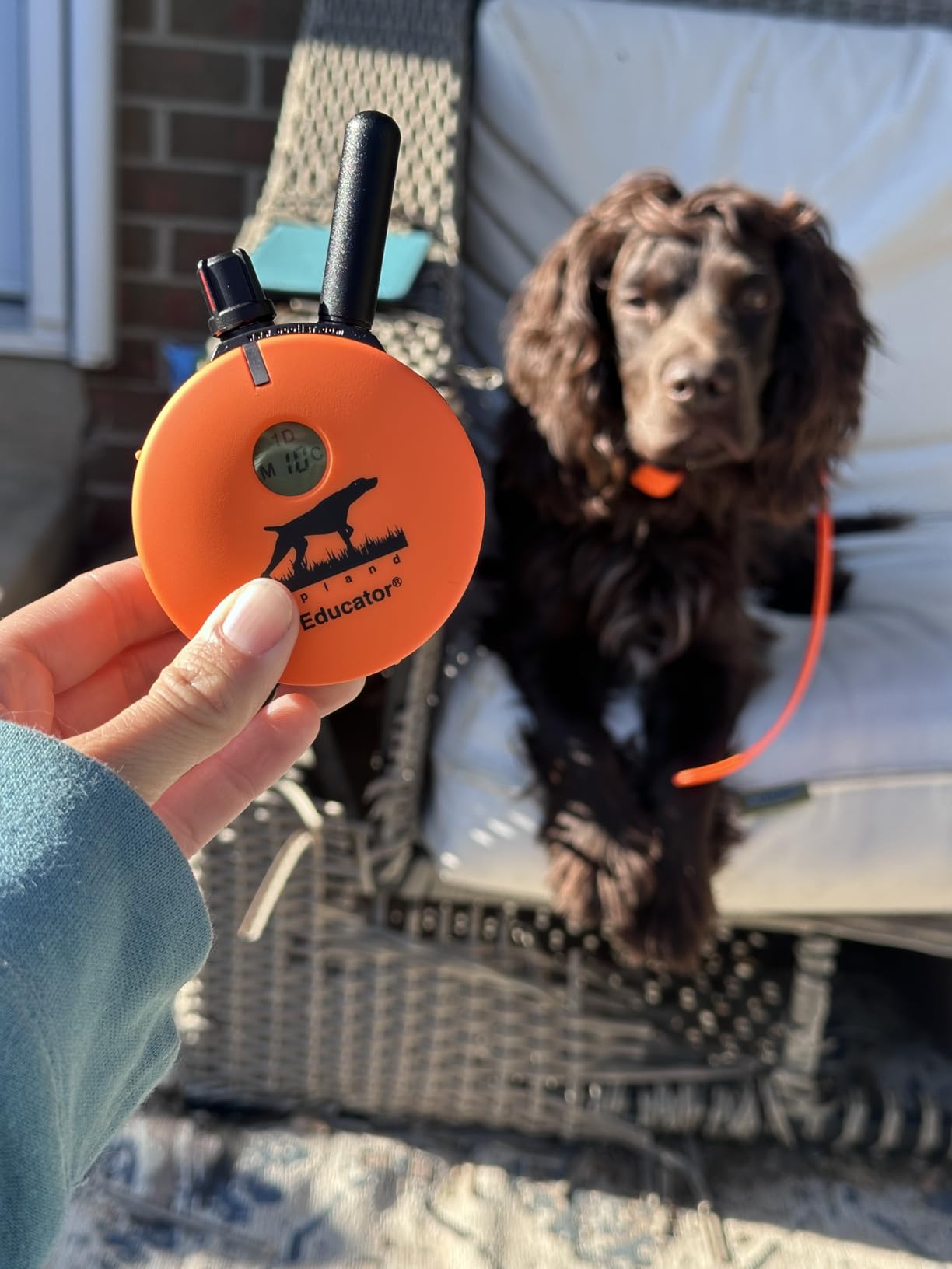 Educator UL-1200 Upland Hunting Dog E Collar for Dog Training with Remote, 1 Mile Range, Waterproof, 100 Stimulation Levels customer photo 1