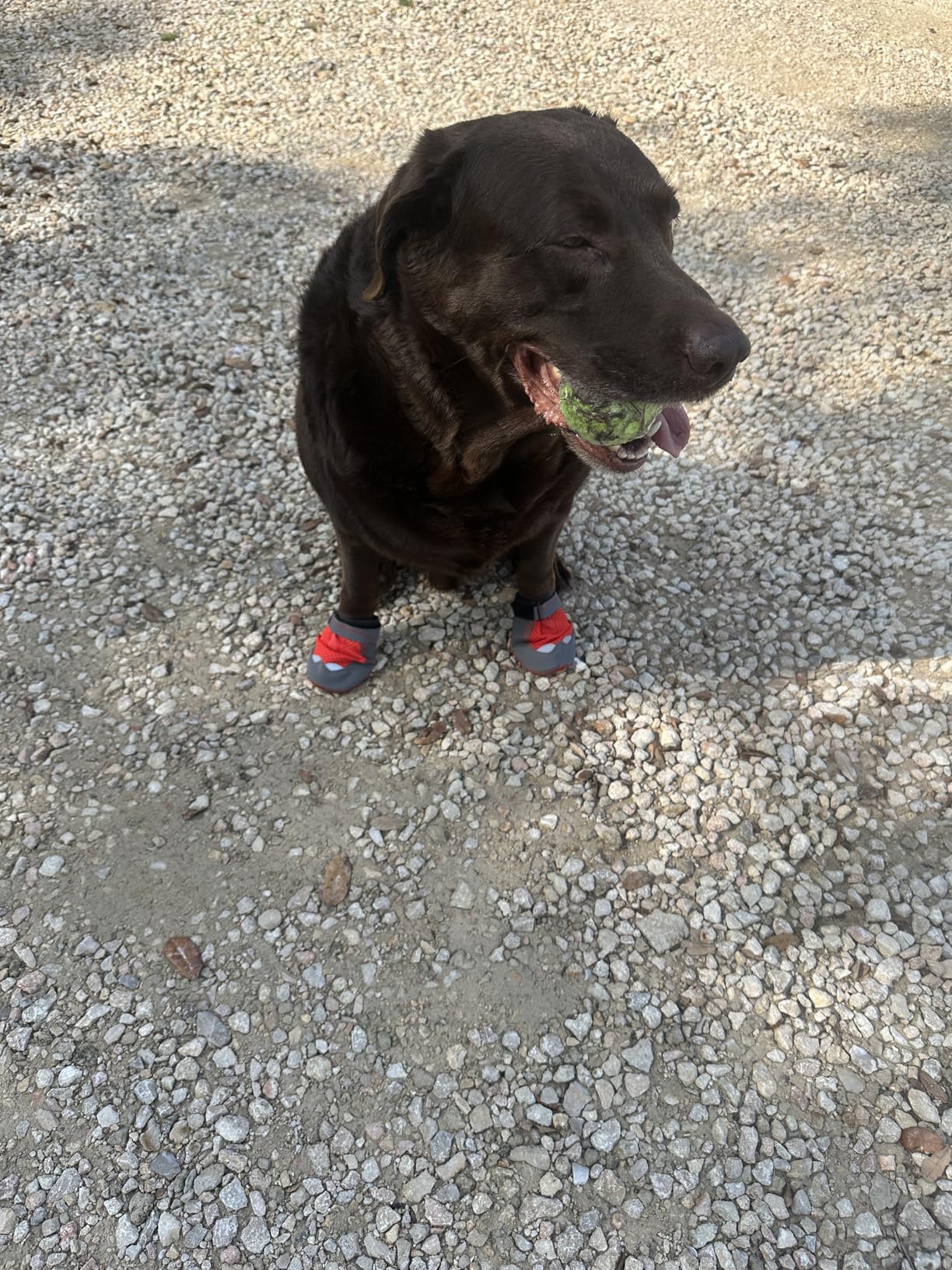Ruffwear, Grip Trex Dog Shoes, Non-Slip Boots for Hot Pavement & Snow, Weatherproof Paw Protection with Breathable Mesh, Rugged Sole for Hiking, Obsidian Black, 3.25