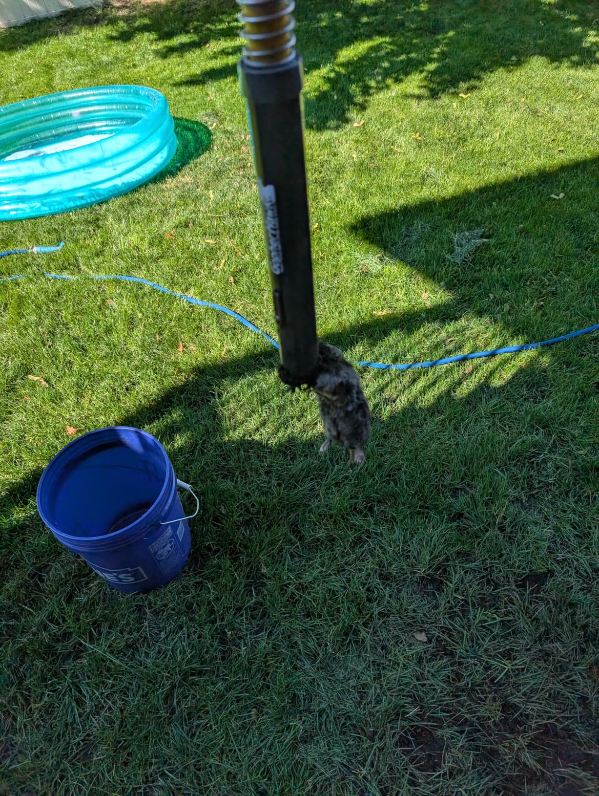 GopherHawk Single Trap for Gophers and Moles, 1 GH-TRP customer photo 2
