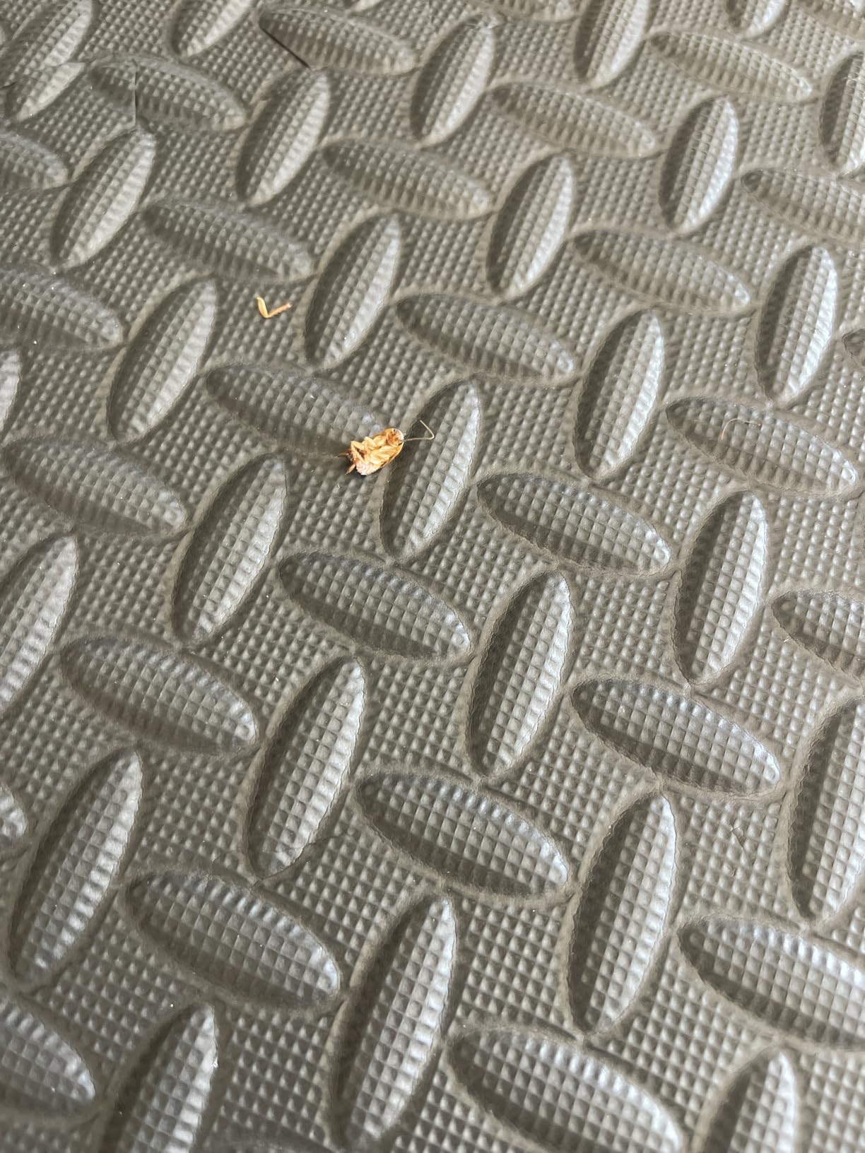 Ortho Home Defense Insect Killer for Indoor & Perimeter2, Wand, 1.33 gal. | Ready-To-Use Bug Killer with Comfort Wand, Kills Ants, Roaches and Spiders, Use in Kitchens, Bathrooms and Home Perimeter customer photo 1