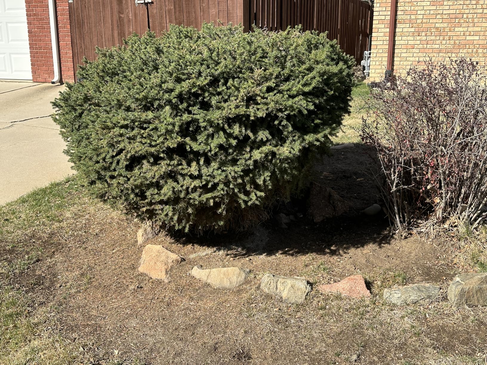 Nature's MACE Rabbit Mace Rabbit Repellent 3 lb Granules | Gardens, Lawns, Farms & Landscapes, Treats 1,350 sq ft, Granular Deterrent, All-Season Use, Safe for Pets, Children, Plants. customer photo 1