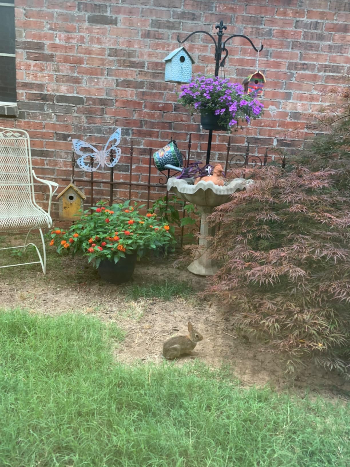 Nature's MACE Rabbit Mace Rabbit Repellent 3 lb Granules | Gardens, Lawns, Farms & Landscapes, Treats 1,350 sq ft, Granular Deterrent, All-Season Use, Safe for Pets, Children, Plants. customer photo 2