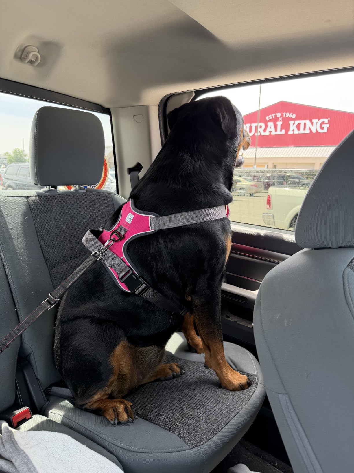Embark No Pull Dog Harness, Reflective Adjustable Training Vest, No Choke | Adjustable straps fit all dog breeds with sturdy hooks; 360° reflective trim, soft padded Harness Design for All Dogs customer photo 2