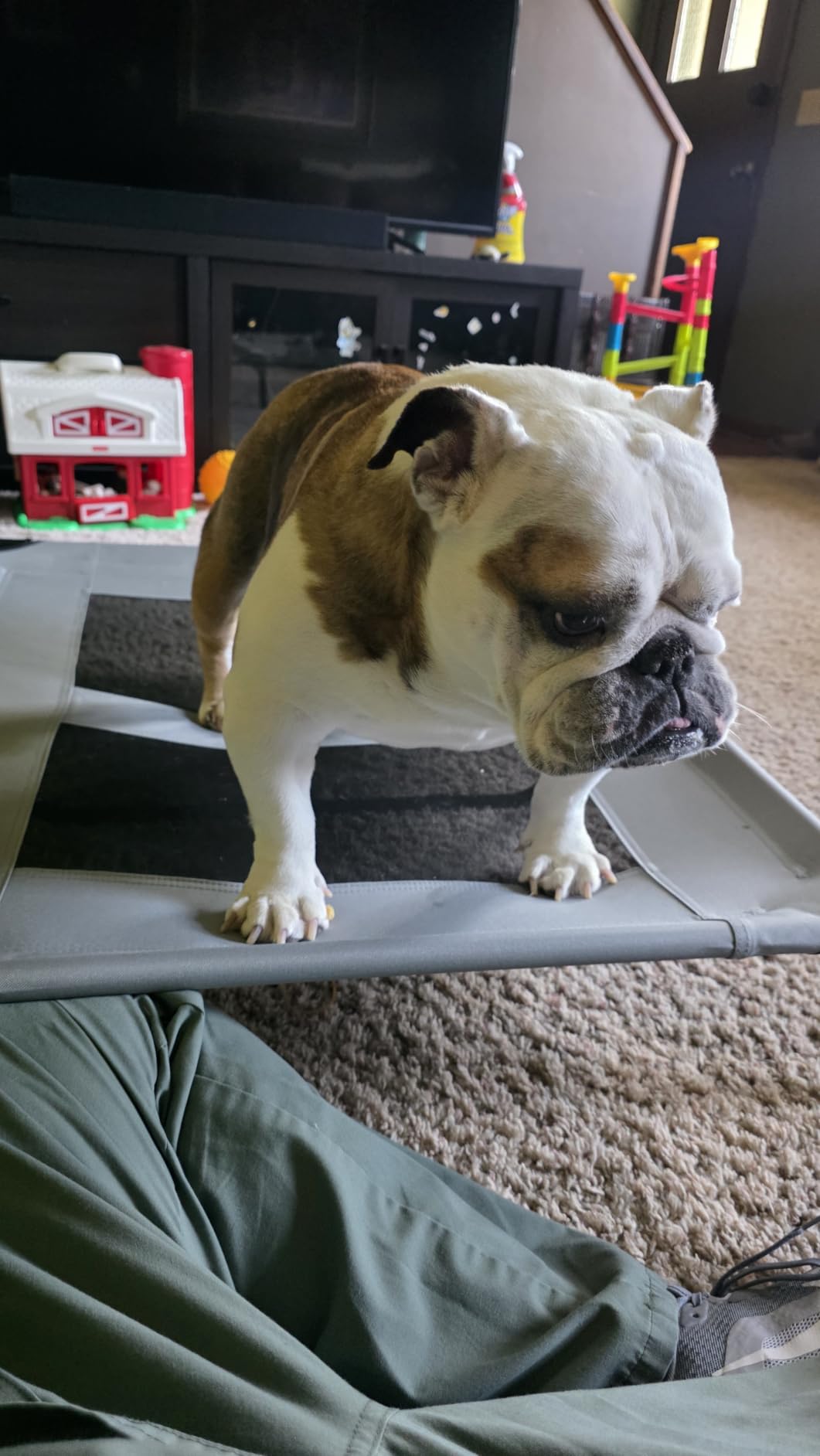 Best Choice Products 30in Elevated Cooling Dog Bed, Outdoor Raised Mesh Pet Cot w/Removable Canopy Shade Tent, Carrying Bag, Breathable Fabric - Red customer photo 1