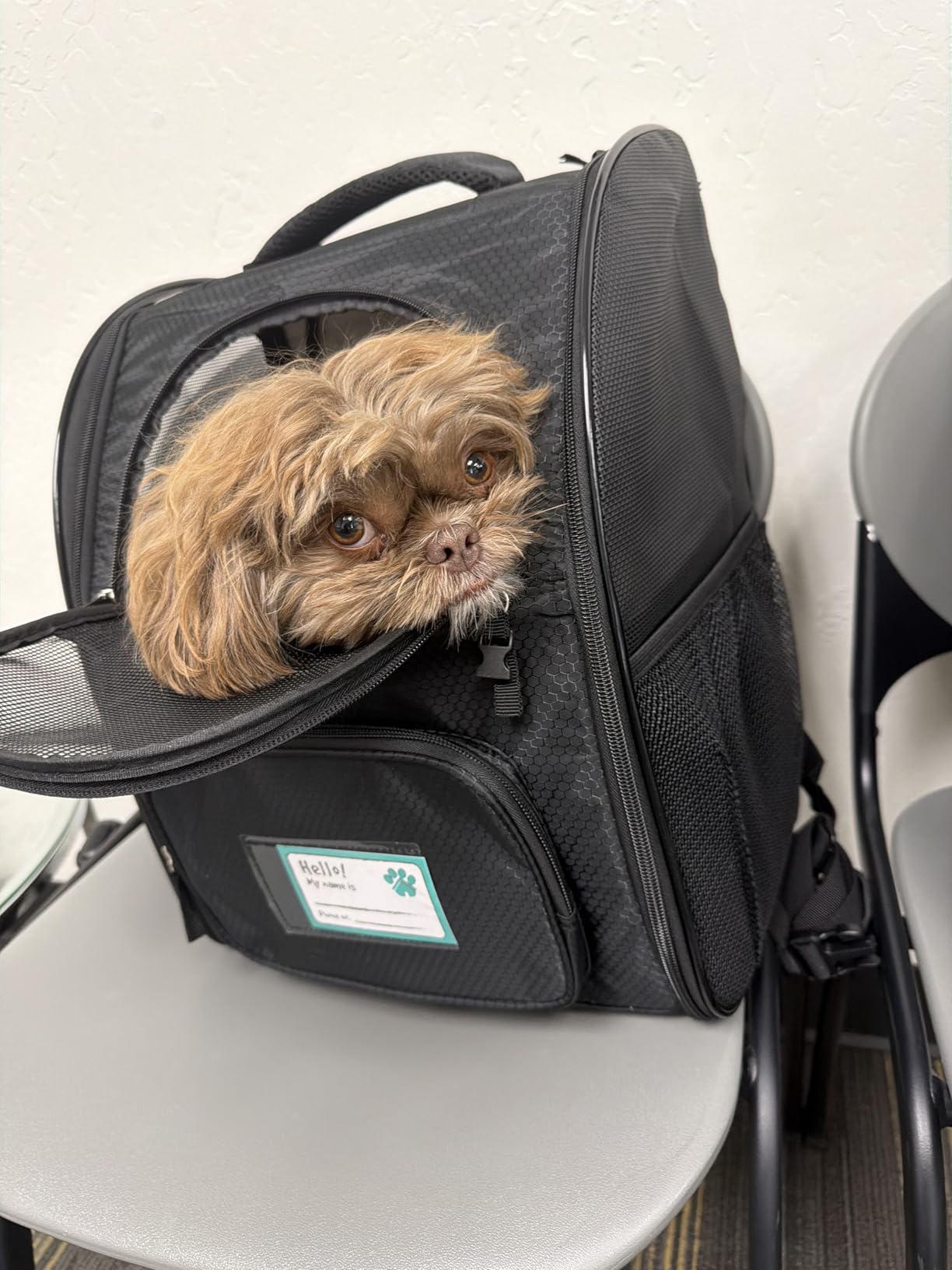 PetAmi Dog Backpack Carrier for Small Medium Dogs Large Cats up to 18 lbs, 2 Side Entry, Structured No-Collapse Frame, Airline Approved Ventilated Pet Backpack for Hiking Camping Travel Vet, Black customer photo 1