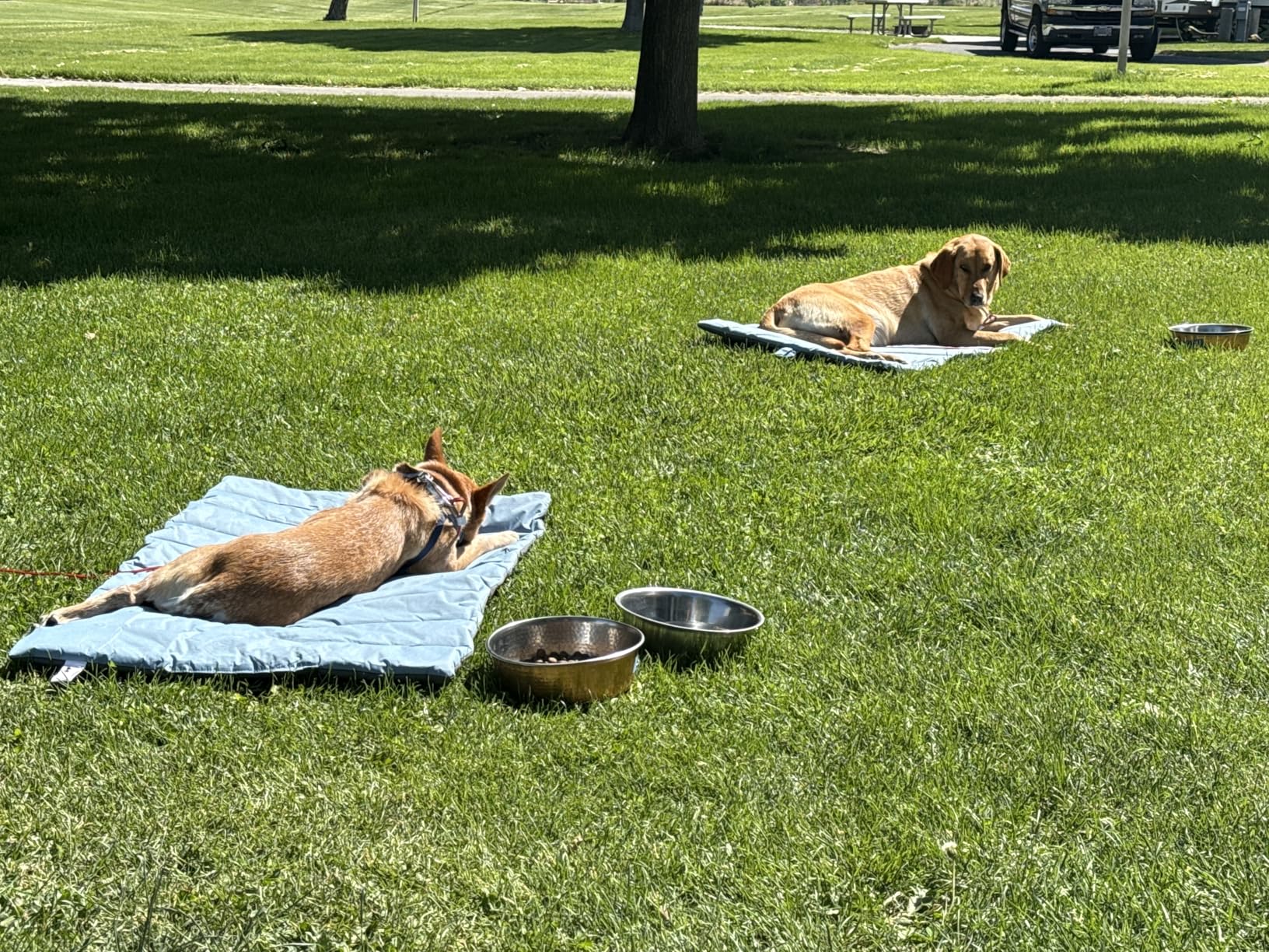 CHEERHUNTING Outdoor Dog Bed, Waterproof, Washable, Large Size, Durable, Water Resistant, Portable and Camping Travel Pet Mat customer photo 1