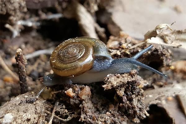 Safer SB125 Slug and Snail Killer - Kills Slugs and Snails - Protects up to 3,400 Sq Ft customer photo 1