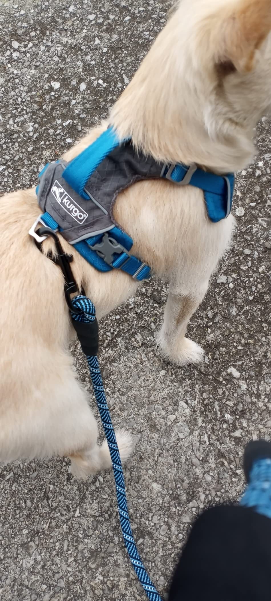 Kurgo Journey Air Dog Harness, Blue, Medium | Padded Chest, Ripstop Outer & Breathable Mesh, Back Assist Handle, Rust-Free Aluminum Hardware, Reflective Trim customer photo 2