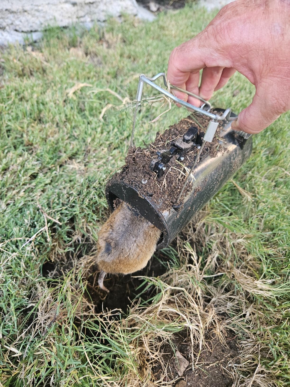 Gopher Trap Black Hole - Pocket Gopher & Yard Mole Tunnel Trap, Easy-Set Reusable, Spring-Loaded customer photo 1