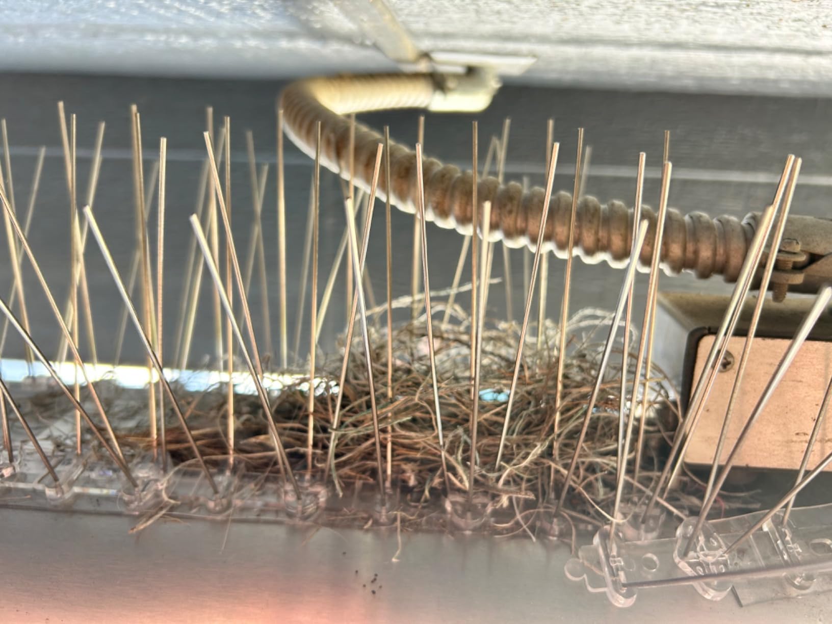 10ft Bird Spikes, Stainless Steel Pigeon Spikes, Bird Deterrent, Easy Setup | 10ft Stainless Steel Bird Spikes, Durable Pigeon & Seagull Deterrent, Easy to Install and Remove, Made in Europe customer photo 1