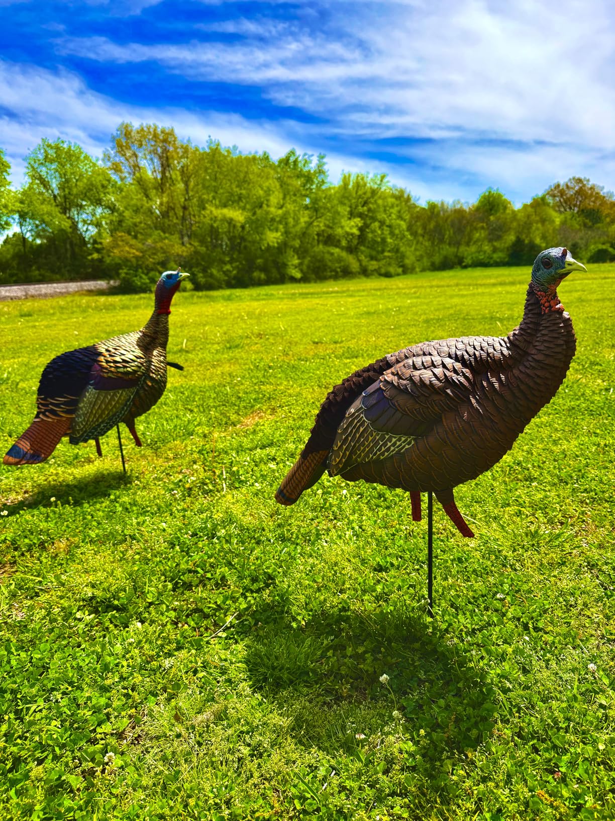 Avian-X HDR Jake Turkey Decoy | Rugged Durable Realistic Lifelike Quarter-Strut Body Standing Hunting Decoy with 2 Removable Heads, Mounting Stake & Carry Bag customer photo 1