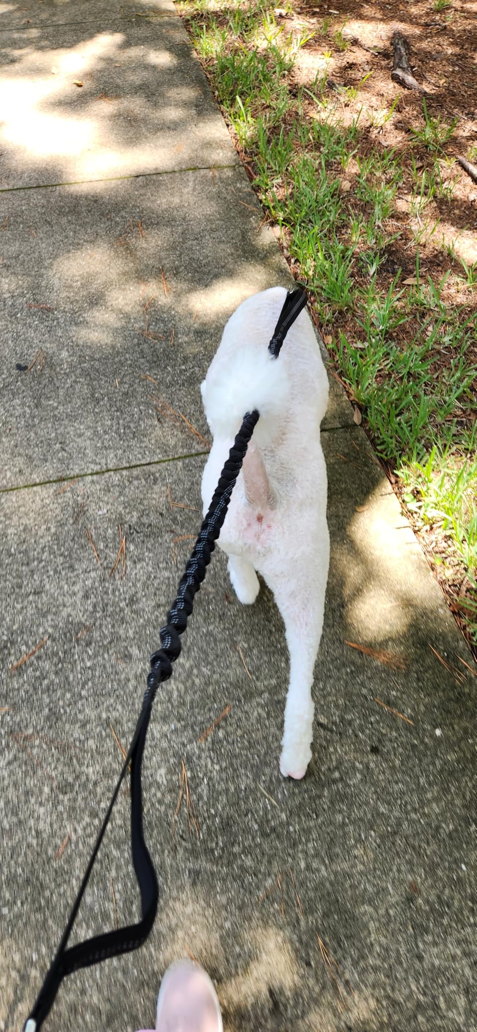 Hands Free Dog Leash, Waist Running Leash with Zipper, Walking Pouch for Medium Large Dogs, Dual Handle and Retractable Bungee for Training Jogging Hiking customer photo 1