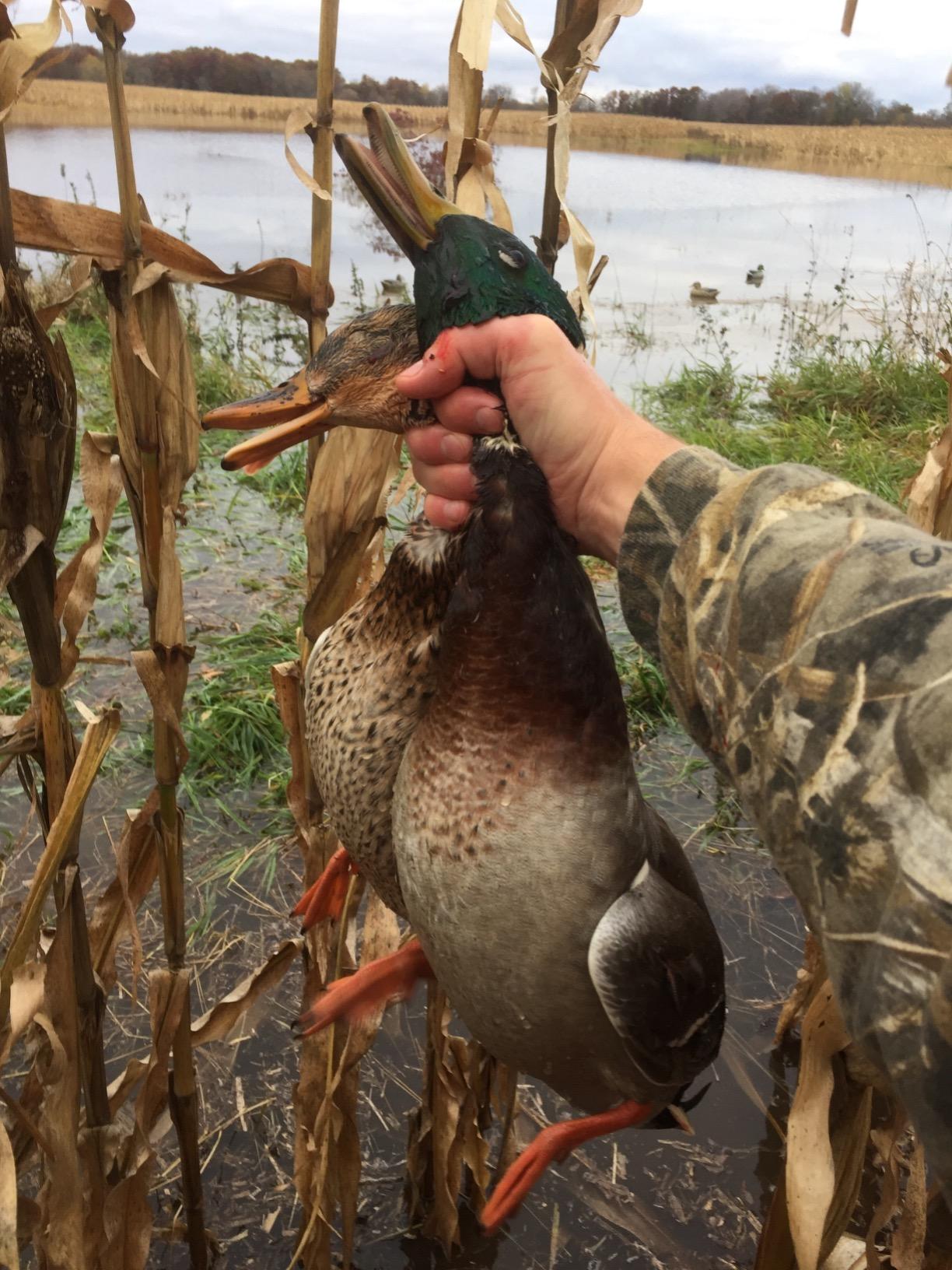 Avery GHG Essential Mallard Duck Decoys - 12 Pack | Realistic Durable Floating Waterfowl Hunting Set with Weighted Self-Righting Keels, 6 Drake & 6 Hen Floaters, 12-Pack (70010) customer photo 1