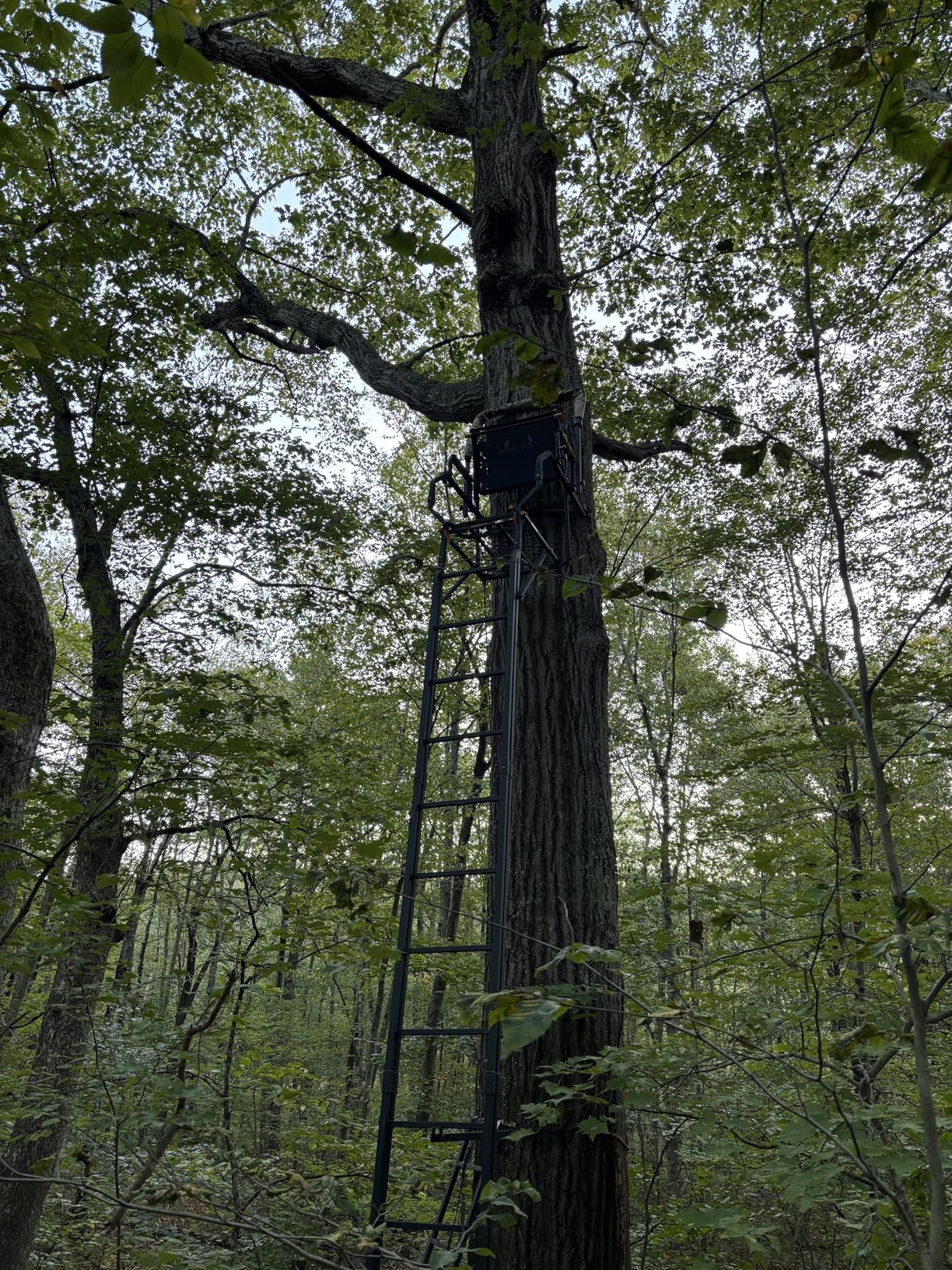Muddy MLS1550 Skybox Deluxe 20' Tall Single Steel Ladder Tree Stand with Adjustable Padded Shooting Rail for Big Game & Hunting customer photo 1