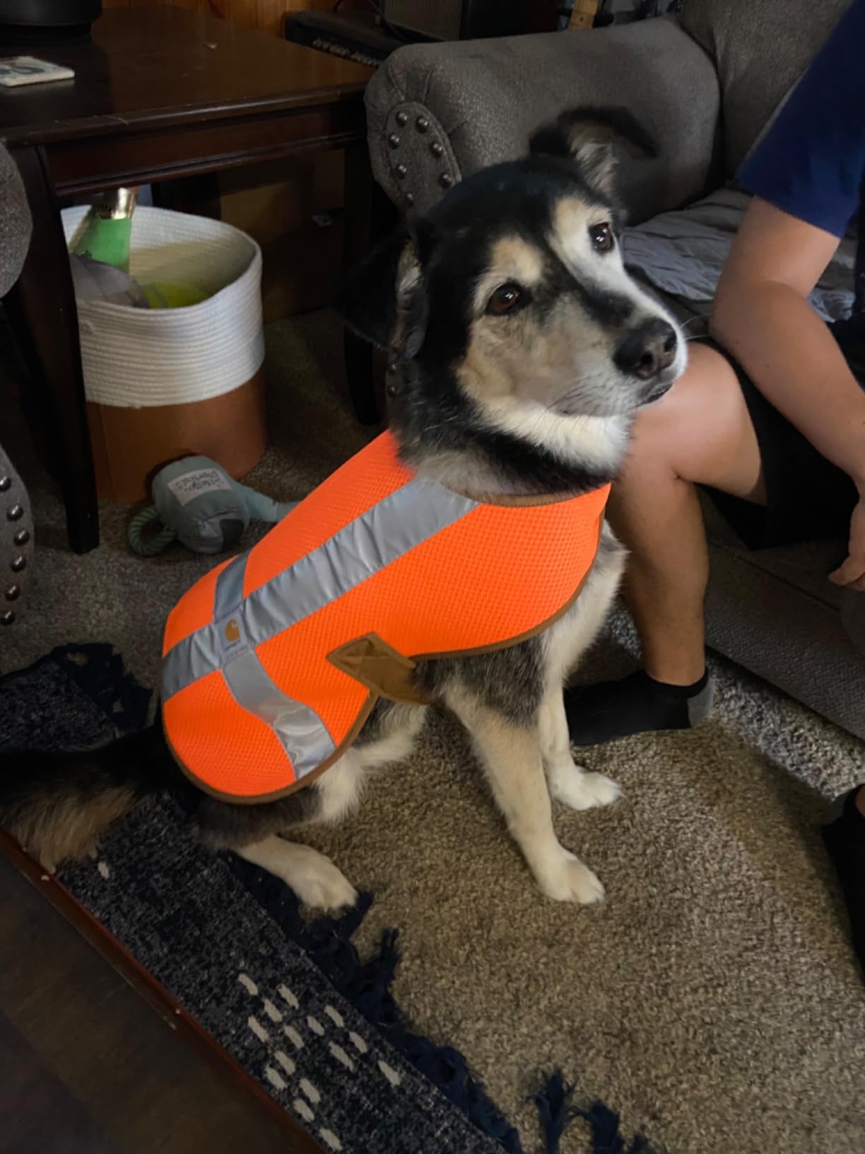 Carhartt Mesh Safety Dog Vest, Hi-Visibility Lightweight Dog Vest customer photo 1