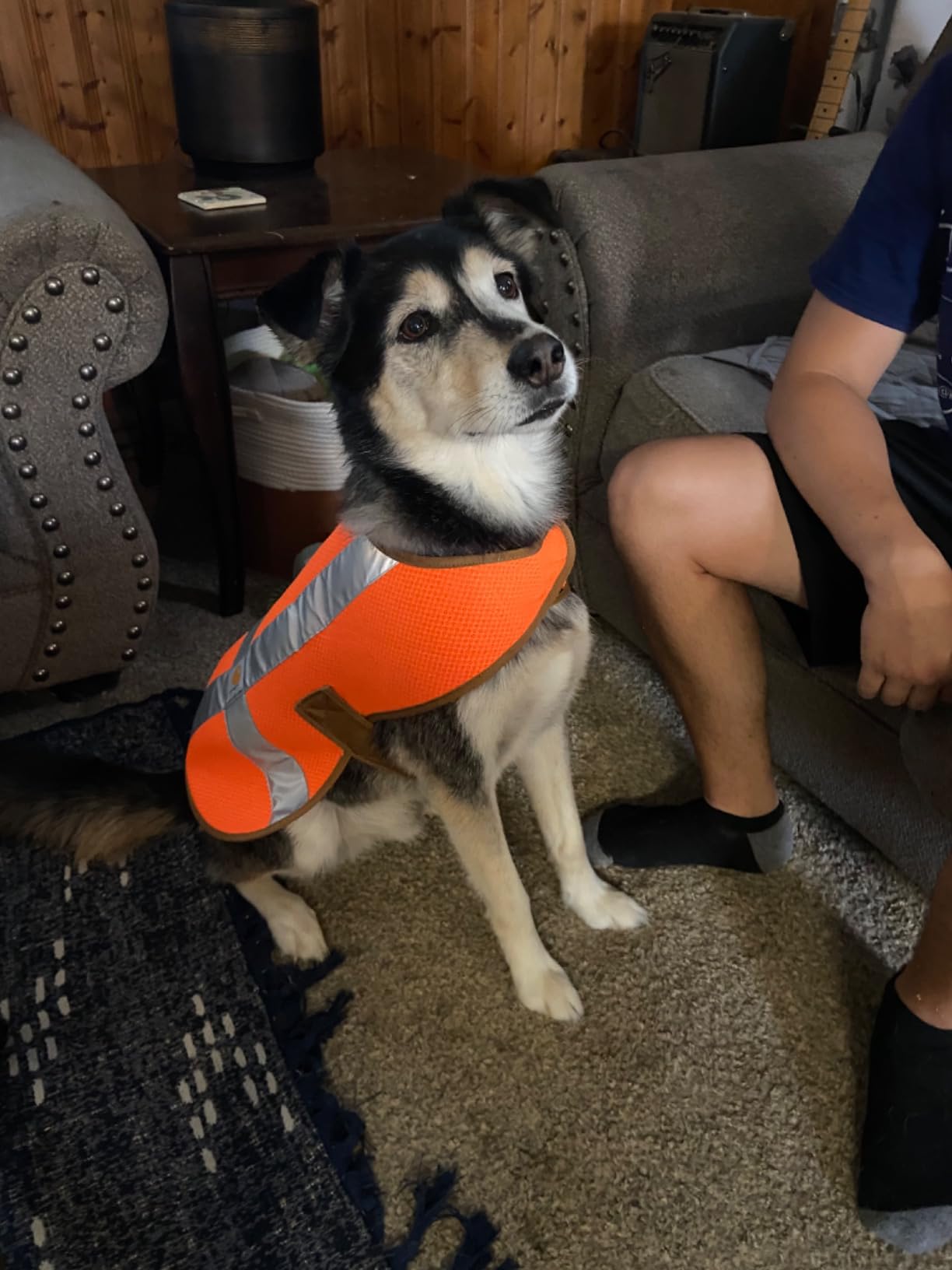 Carhartt Mesh Safety Dog Vest, Hi-Visibility Lightweight Dog Vest customer photo 2