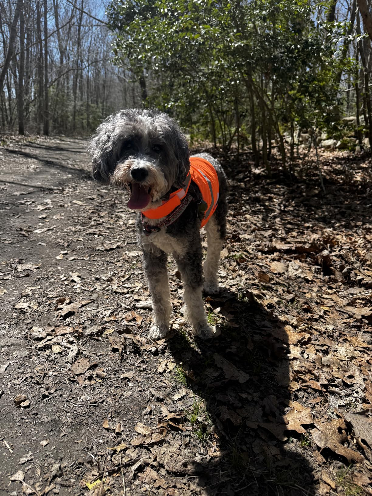 Dog Jacket High Visibility Safety Reflective Dog Vest for Small Medium Large Dogs (Large, Orange) customer photo 1