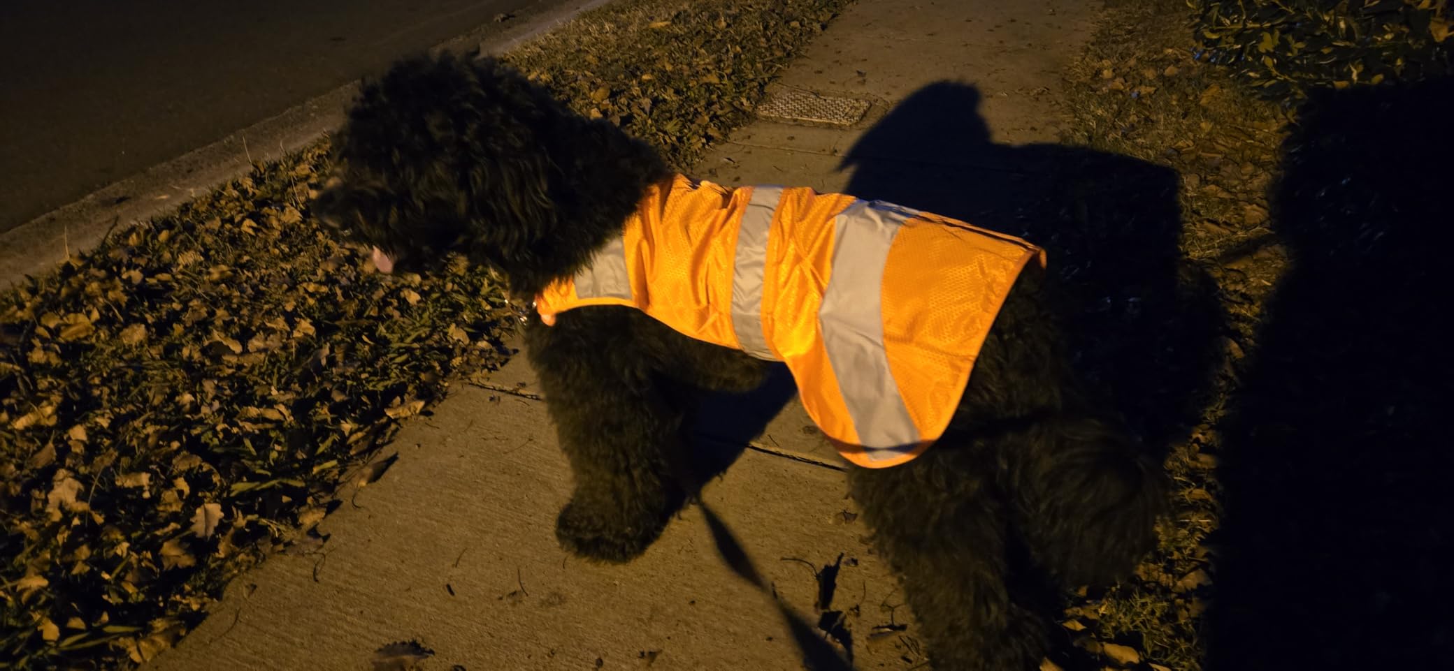 Dog Jacket High Visibility Safety Reflective Dog Vest for Small Medium Large Dogs (Large, Orange) customer photo 2