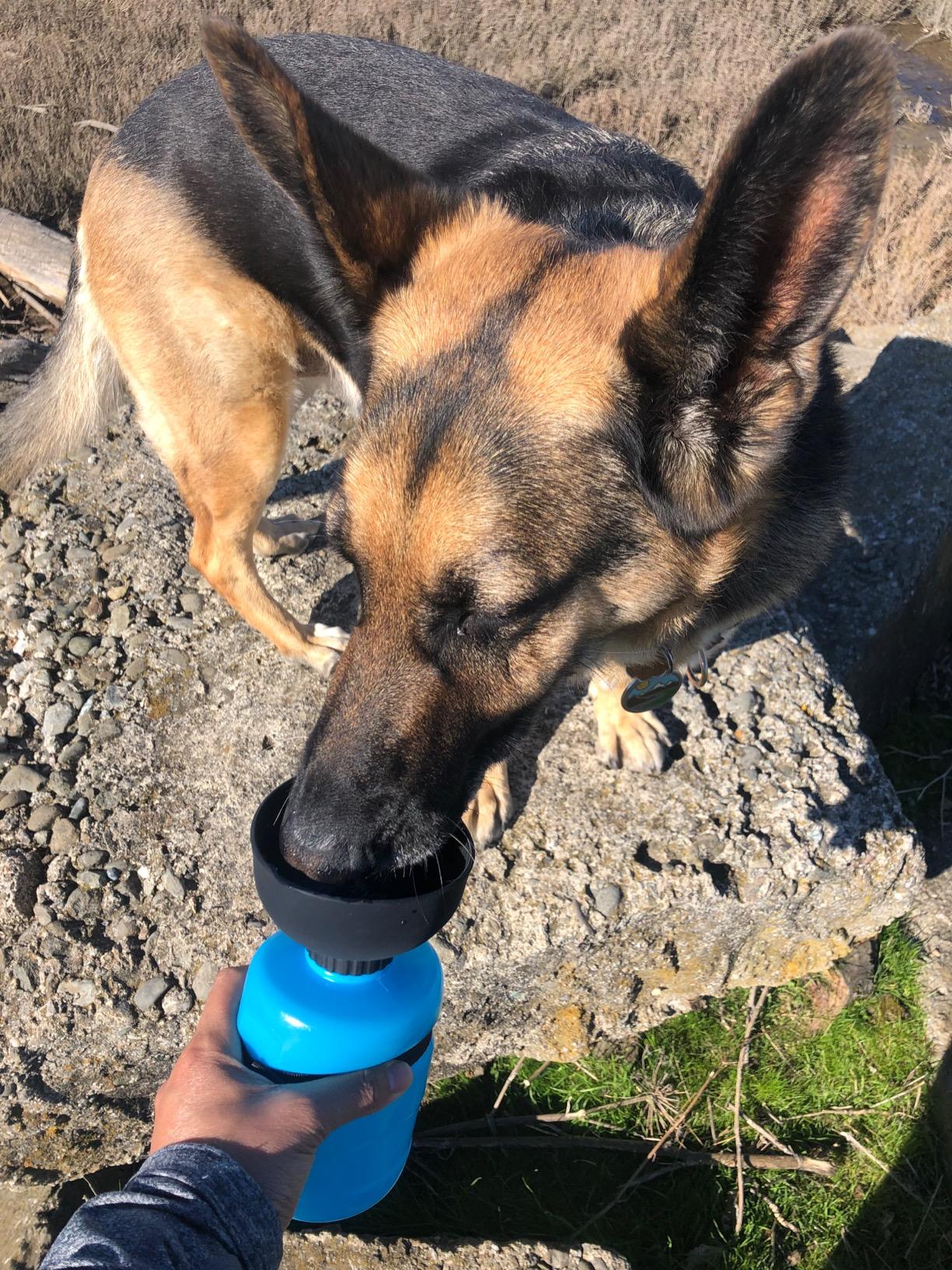 lesotc Dog Water Bottle, Portable Water Dispenser with Bowl, Leak Proof Pet Travel Squeeze Bottle, Puppy Essentials Dog Stuff Accessories for Outdoor Walking, Hiking, Camping customer photo 2