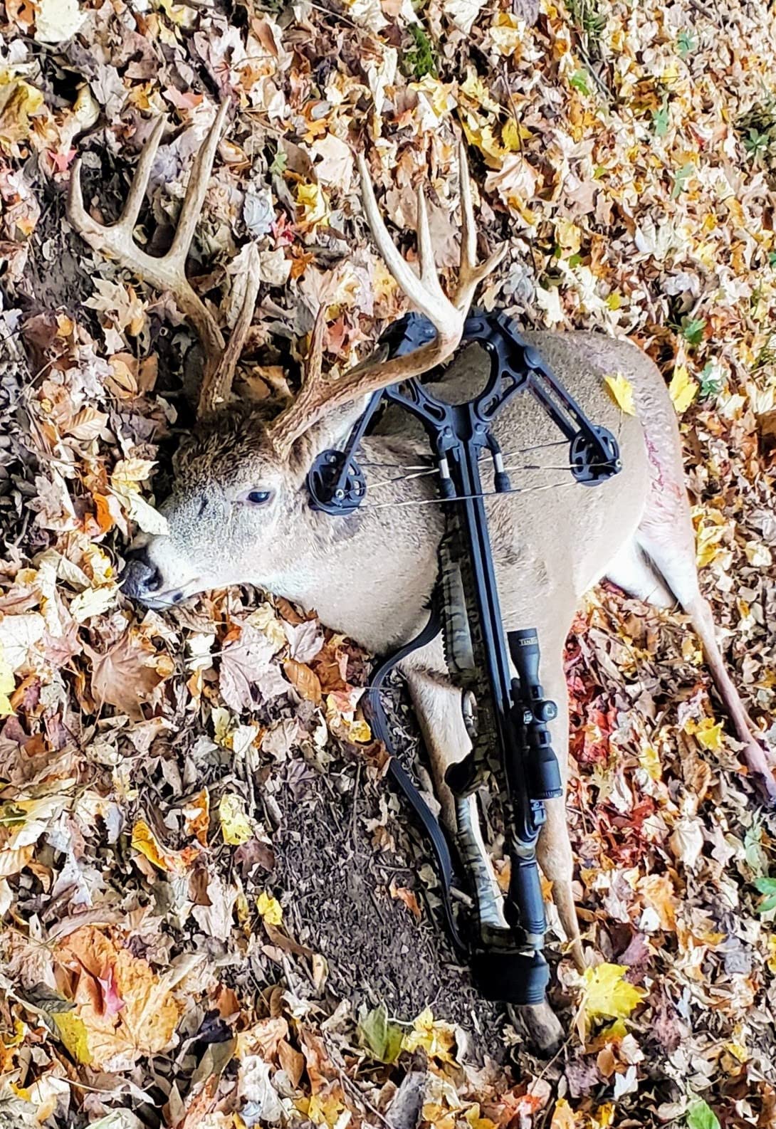 Barnett Whitetail Series Crossbow Package - Hunting Crossbows with 4x32 Scope, Arrows, Quiver & Cocking Device customer photo 1