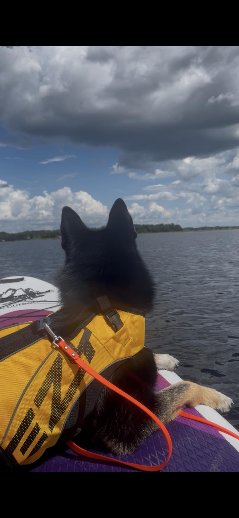 EzyDog DFD X2 Dog Life Jacket, Grab Handle, Reflective Trim - Large, Yellow | Adjustable Dog Life Vest For Swimming, Durable Nylon Outer, Secure Fit, Lightweight, Ultra Buoyant Foam, Reinforced Stitching customer photo 1