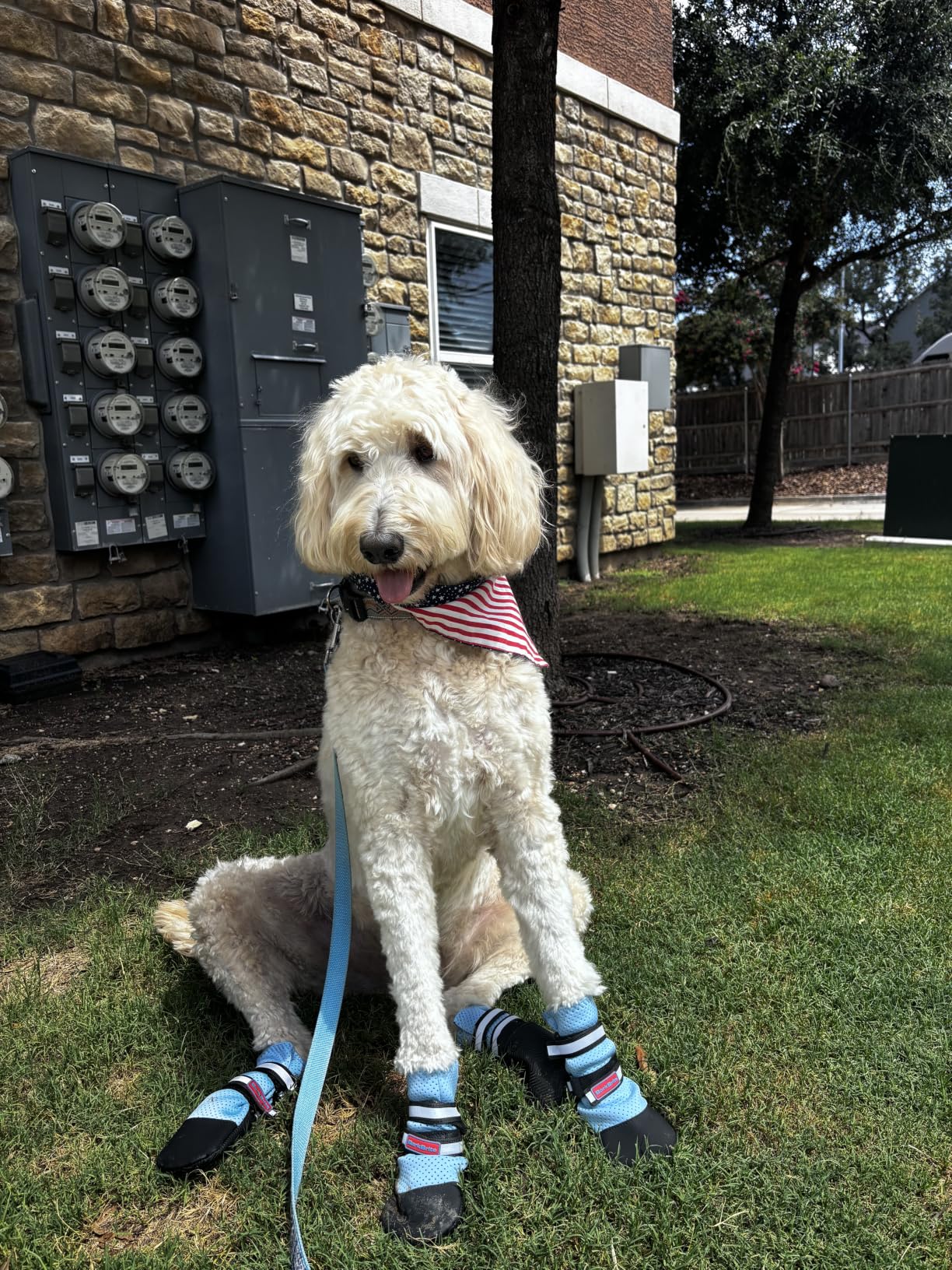 Bark Brite Lightweight Neoprene Paw Protector Dog Boots Designed for Comfort and Breathability in 5 Sizes (Blue Md) customer photo 1