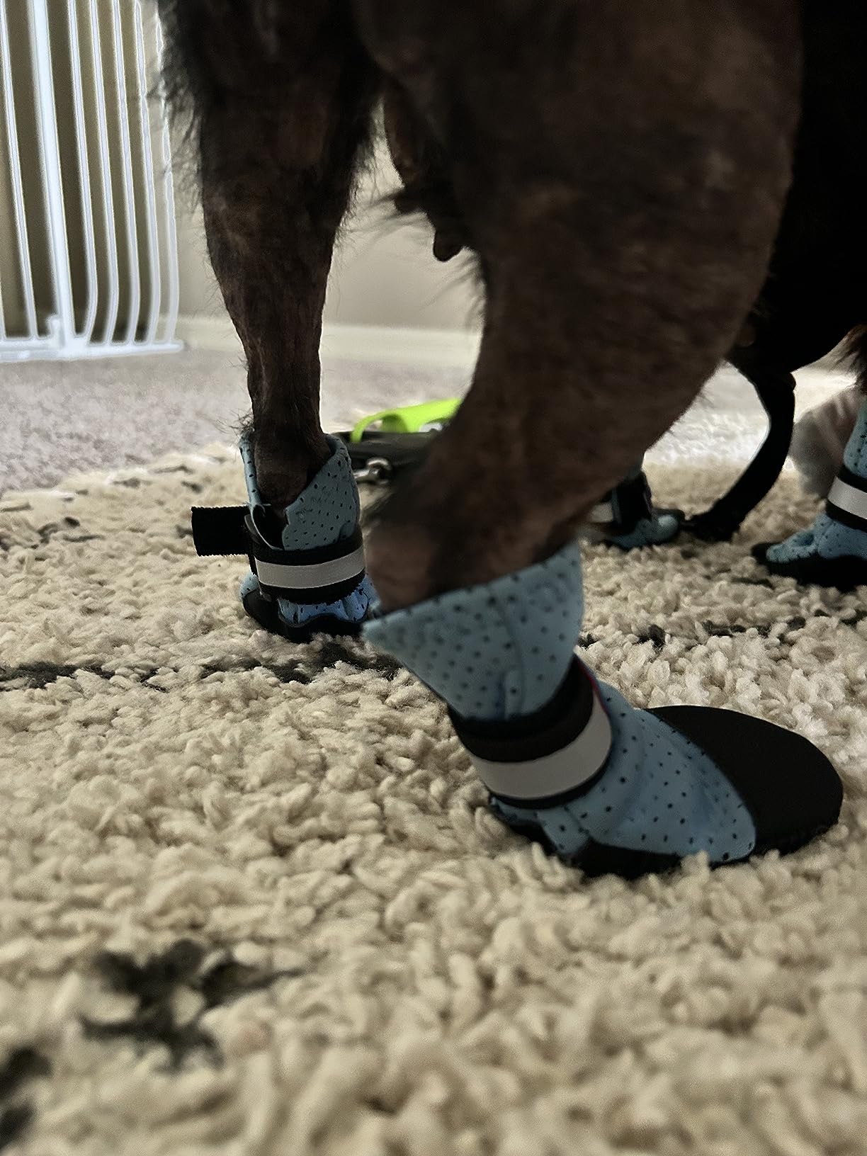 Bark Brite Lightweight Neoprene Paw Protector Dog Boots Designed for Comfort and Breathability in 5 Sizes (Blue Md) customer photo 2