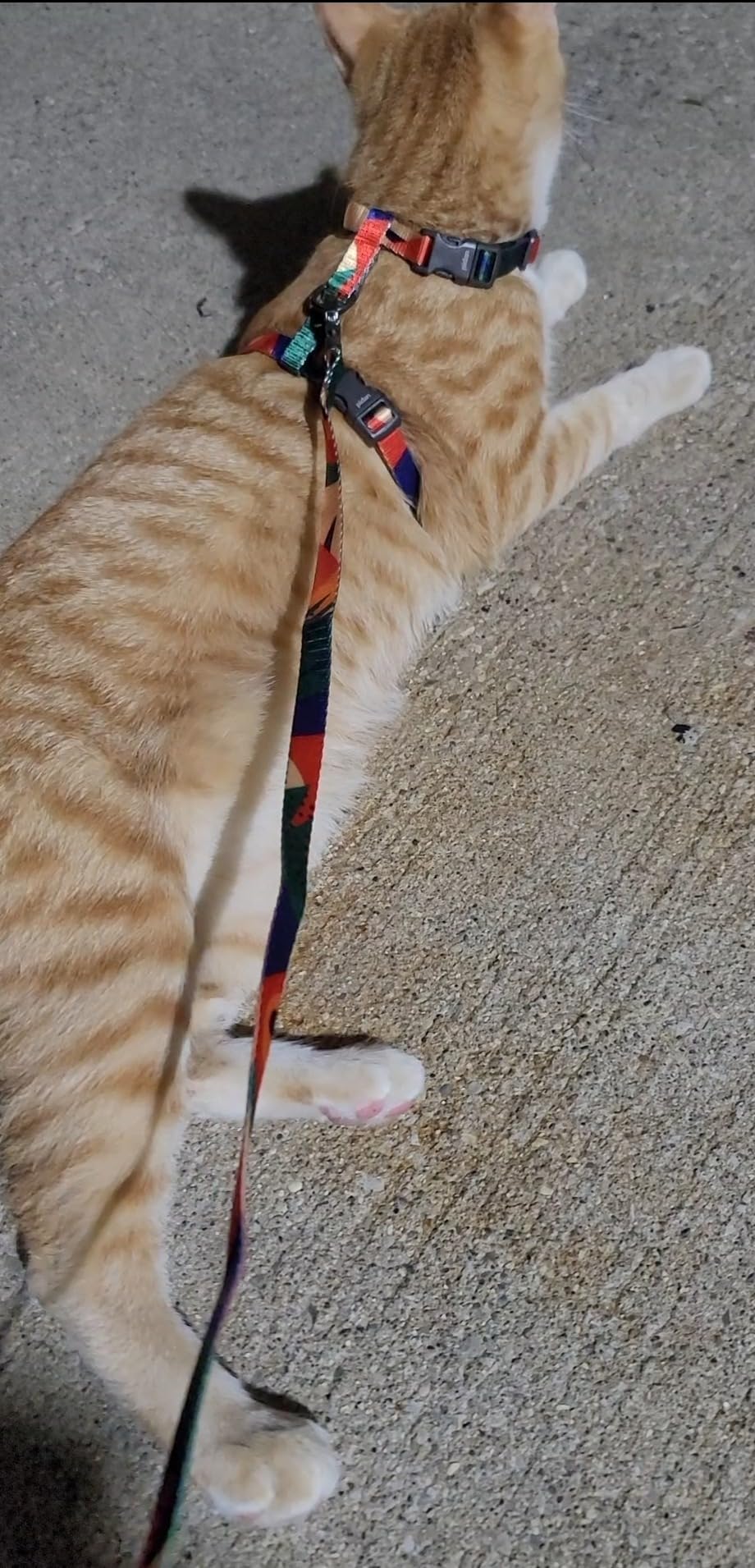 pidan Cat Harness and Leash Set, Cats Escape Proof - Adjustable Kitten Harness for Large Small Cats, Lightweight Soft Walking Travel Petsafe Harness (Multicolor-M Size) customer photo 1