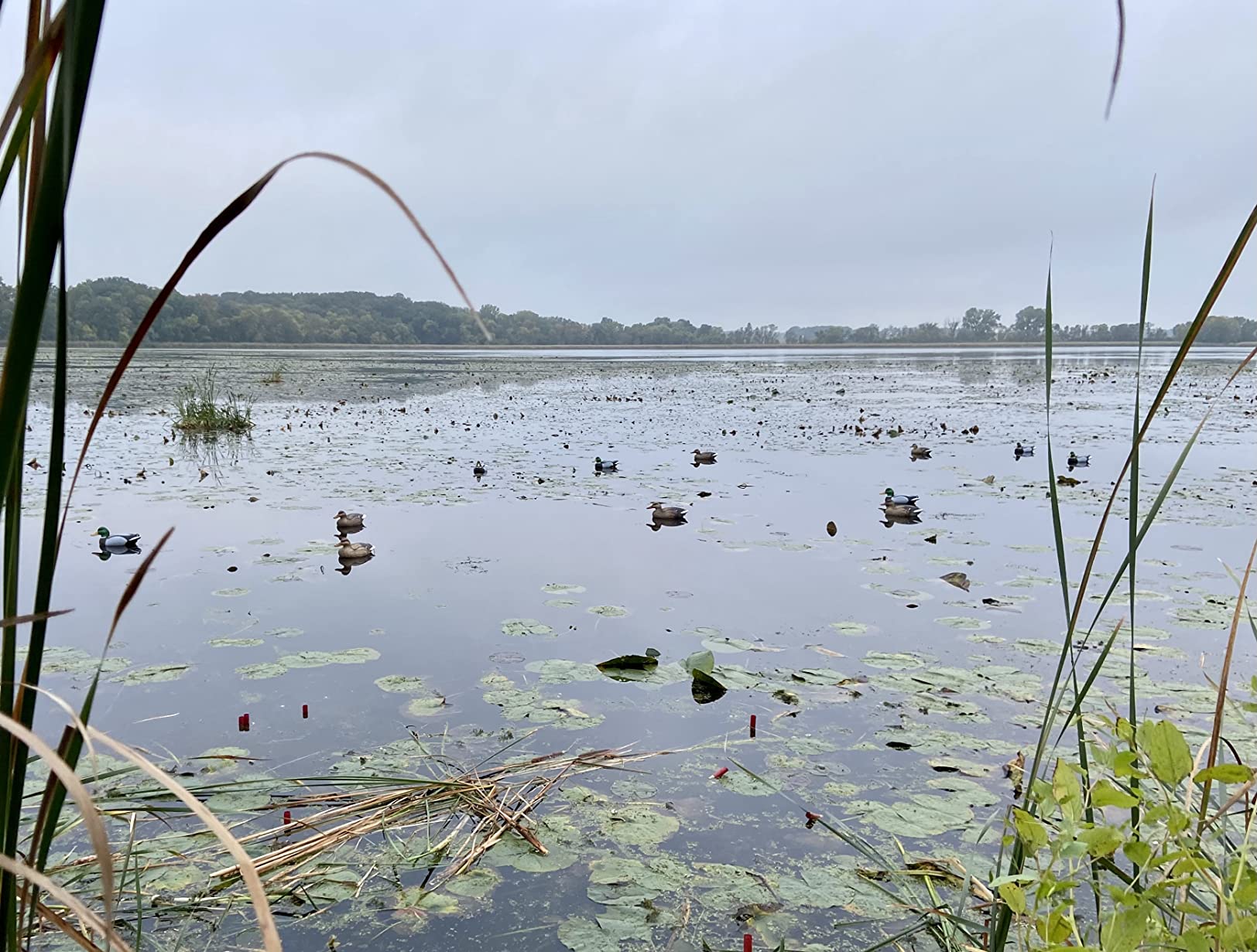 Flambeau Outdoors Duck Decoy - Masters Series Mallard or Blue Bill Decoys (6-Pack or 12-Pack) Classic Floaters customer photo 1