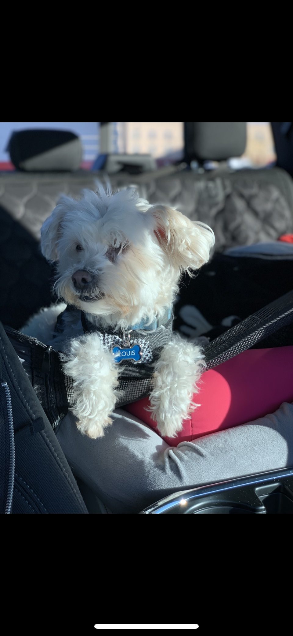 PETICON Dog Car Seat Cover for Back Seat, Dog Hammock for Cars/Trucks/SUVs | Zippered Design Allows Passenger Seat Access, Waterproof & Scratchproof 600D Pet Seat Cover, Mesh Window for Pet Visibility customer photo 2